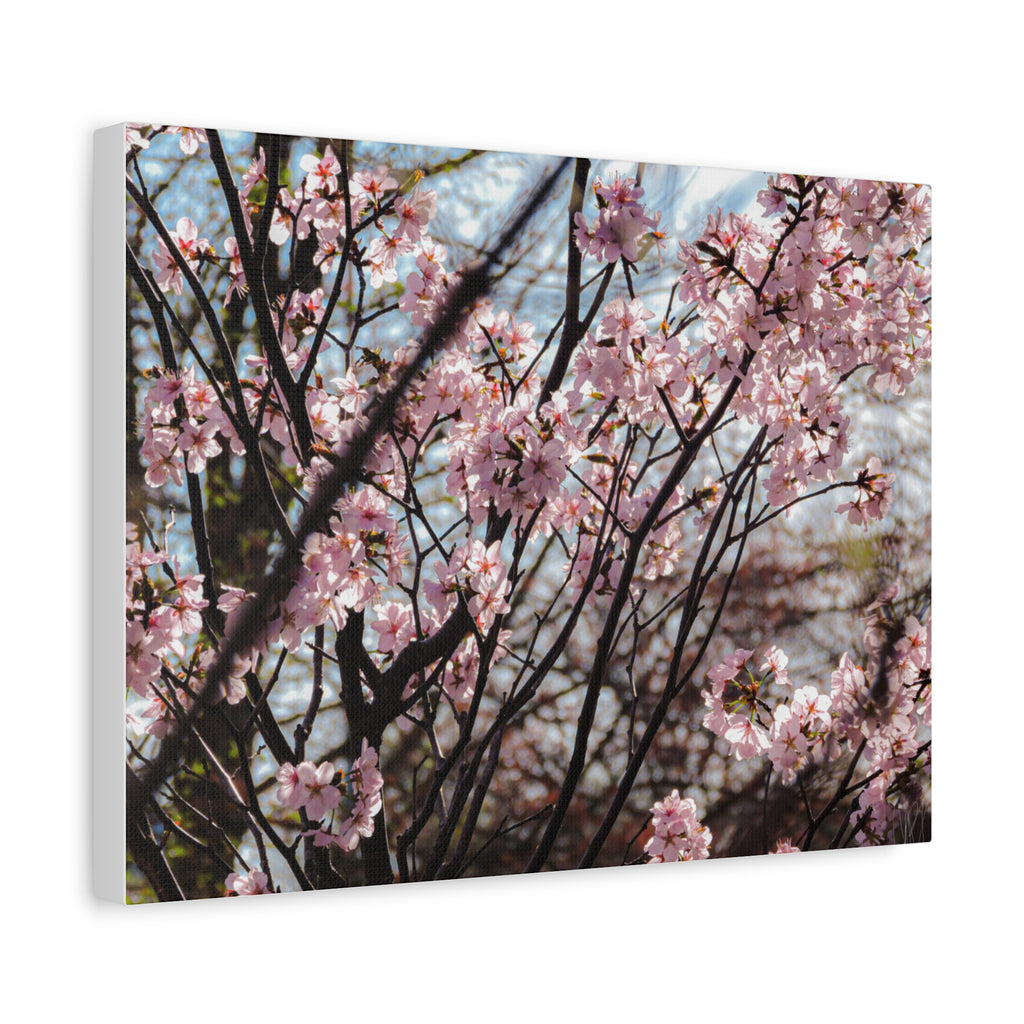 Cherry Blossom Canvas Print — Matte Stretched Wall Art