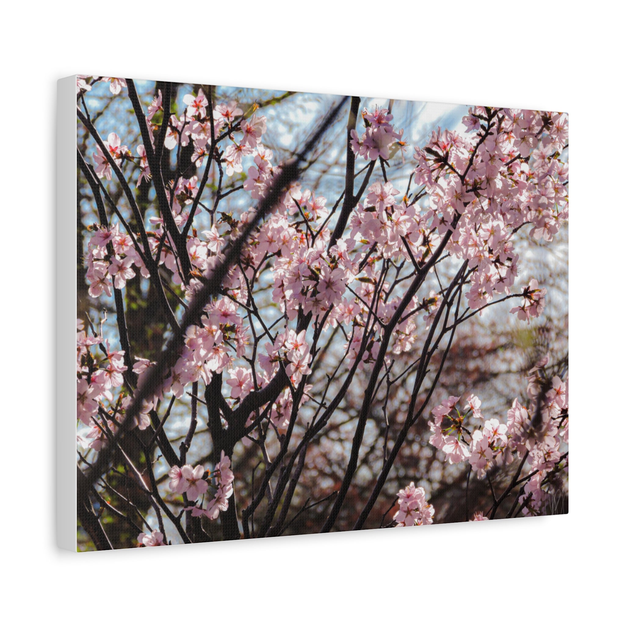 Cherry Blossom Canvas Print — Matte Stretched Wall Art
