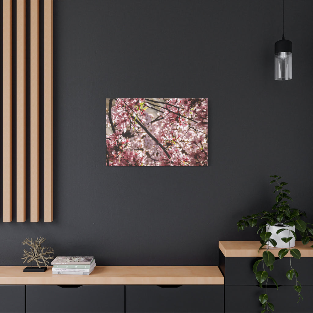 Blossom Cherry Tree Canvas Print – Matte Stretched Wall Art