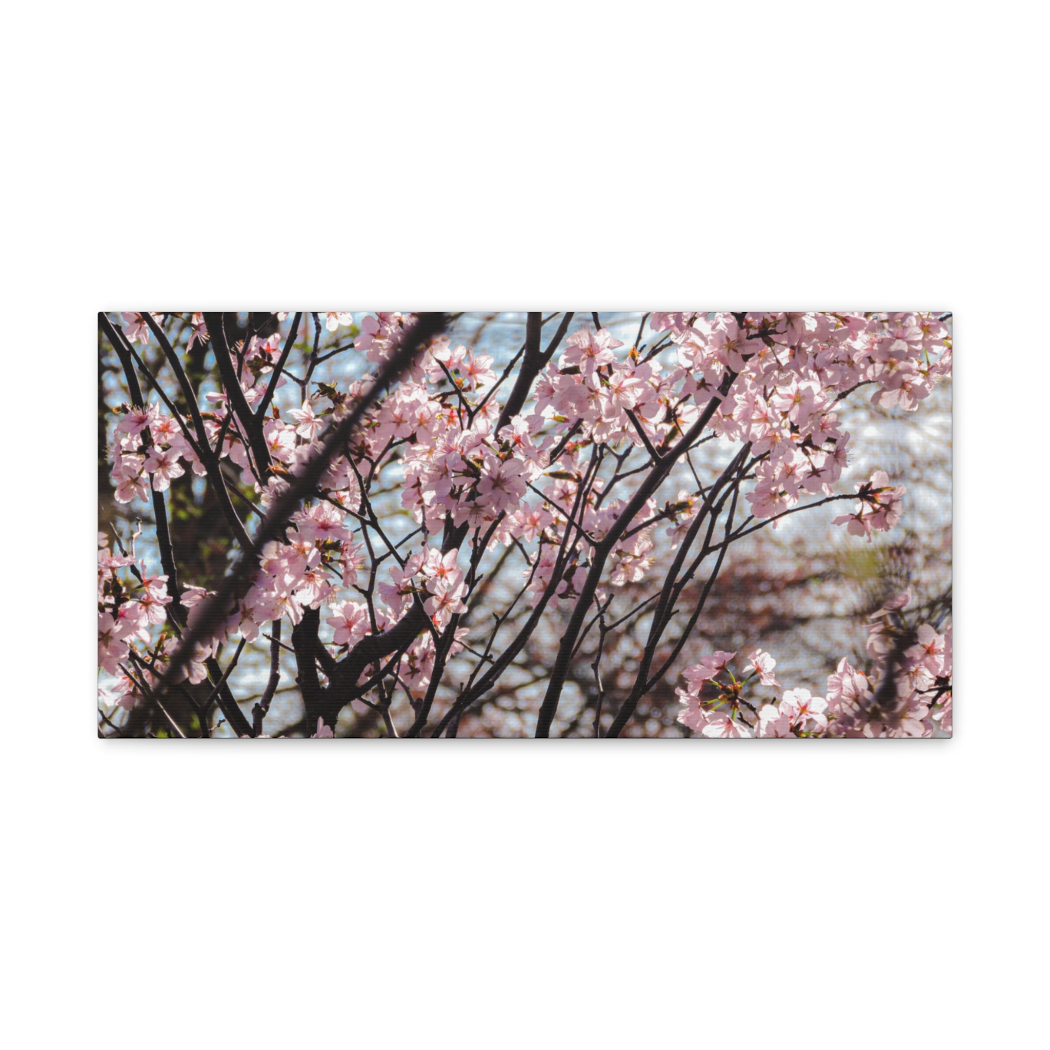 Cherry Blossom Canvas Print — Matte Stretched Wall Art