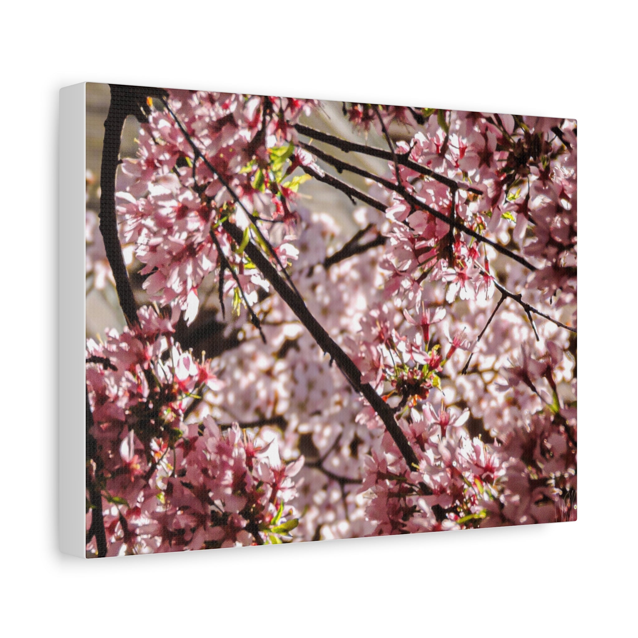 Blossom Cherry Tree Canvas Print – Matte Stretched Wall Art