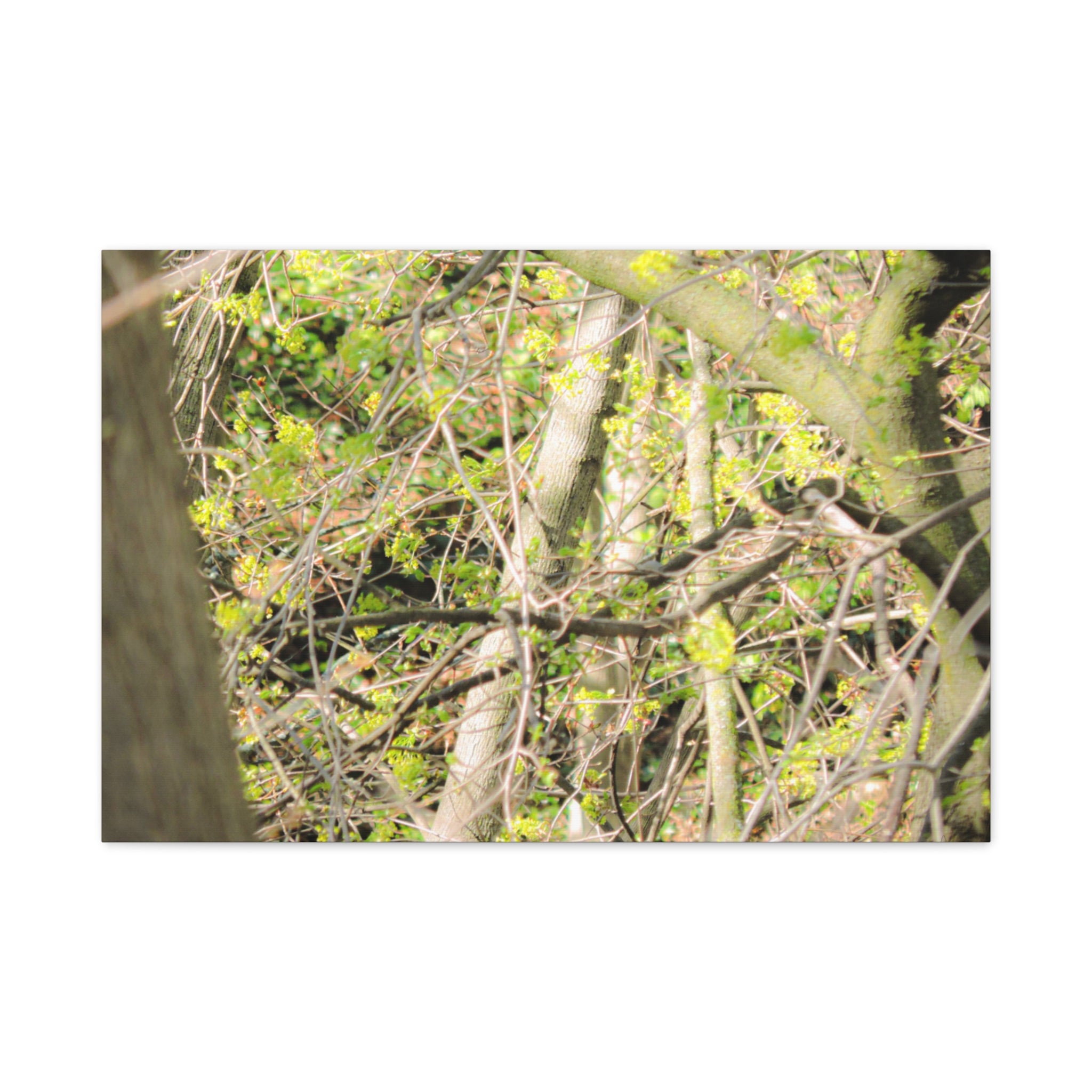 Spring Woodland Canvas Print — Green Tree Branches Matte Stretched Wall Art