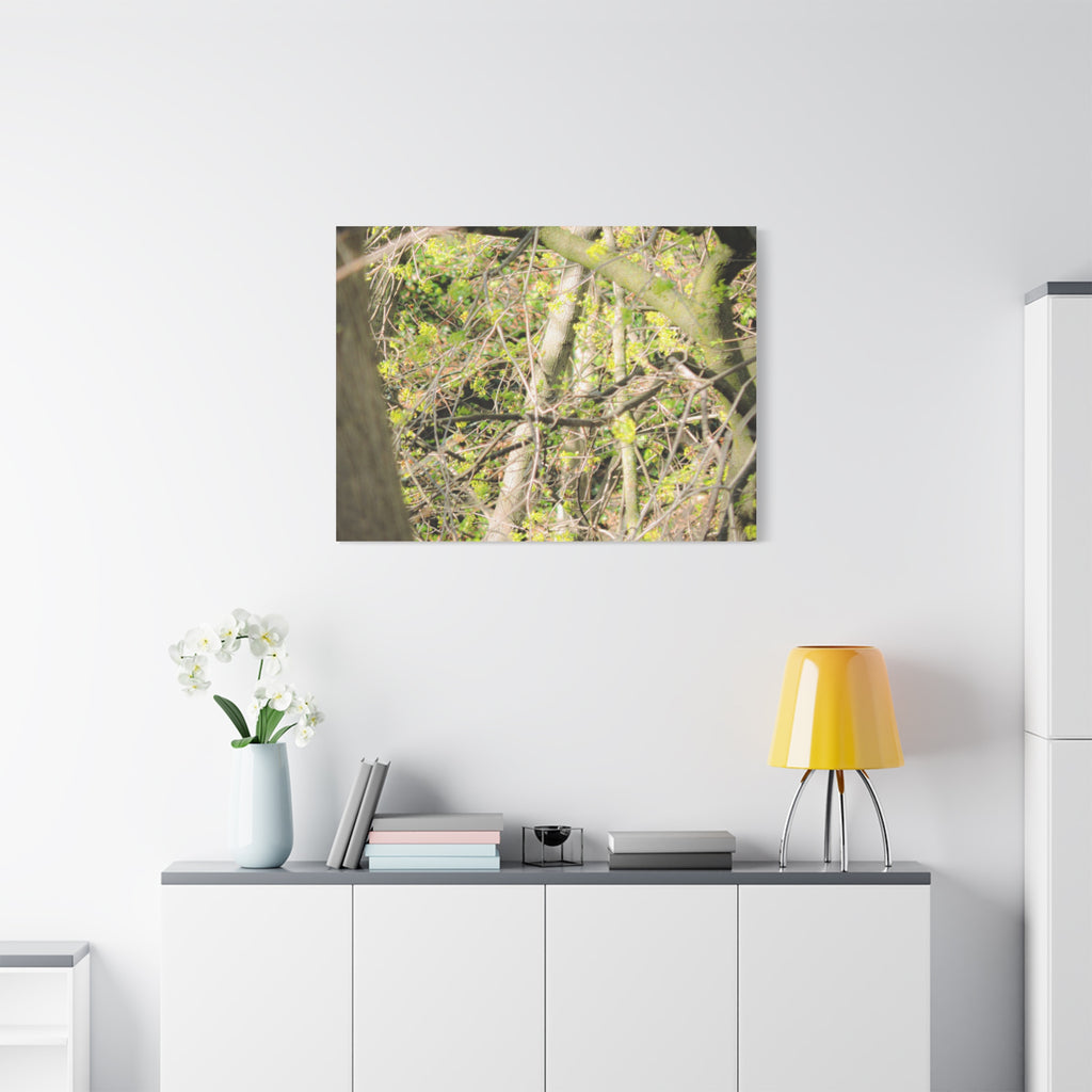 Spring Woodland Canvas Print — Green Tree Branches Matte Stretched Wall Art