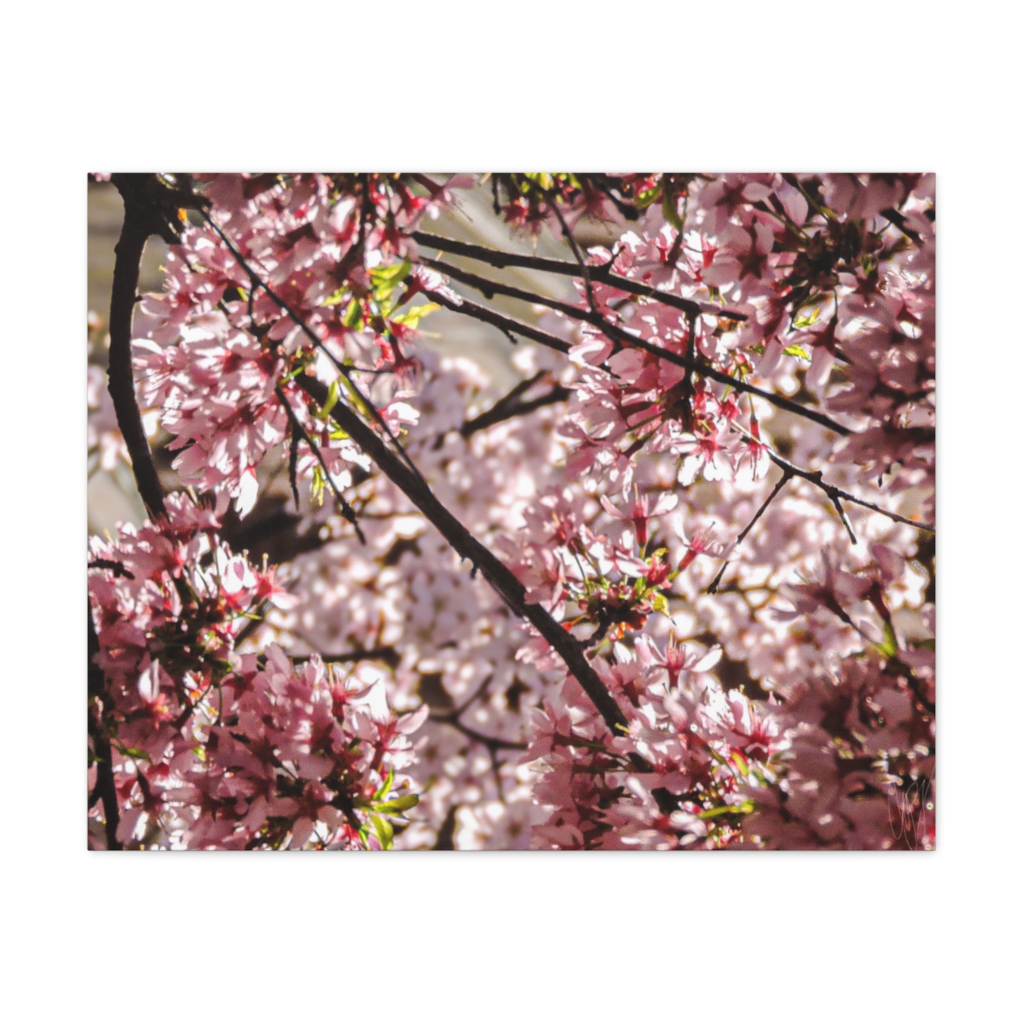 Blossom Cherry Tree Canvas Print – Matte Stretched Wall Art