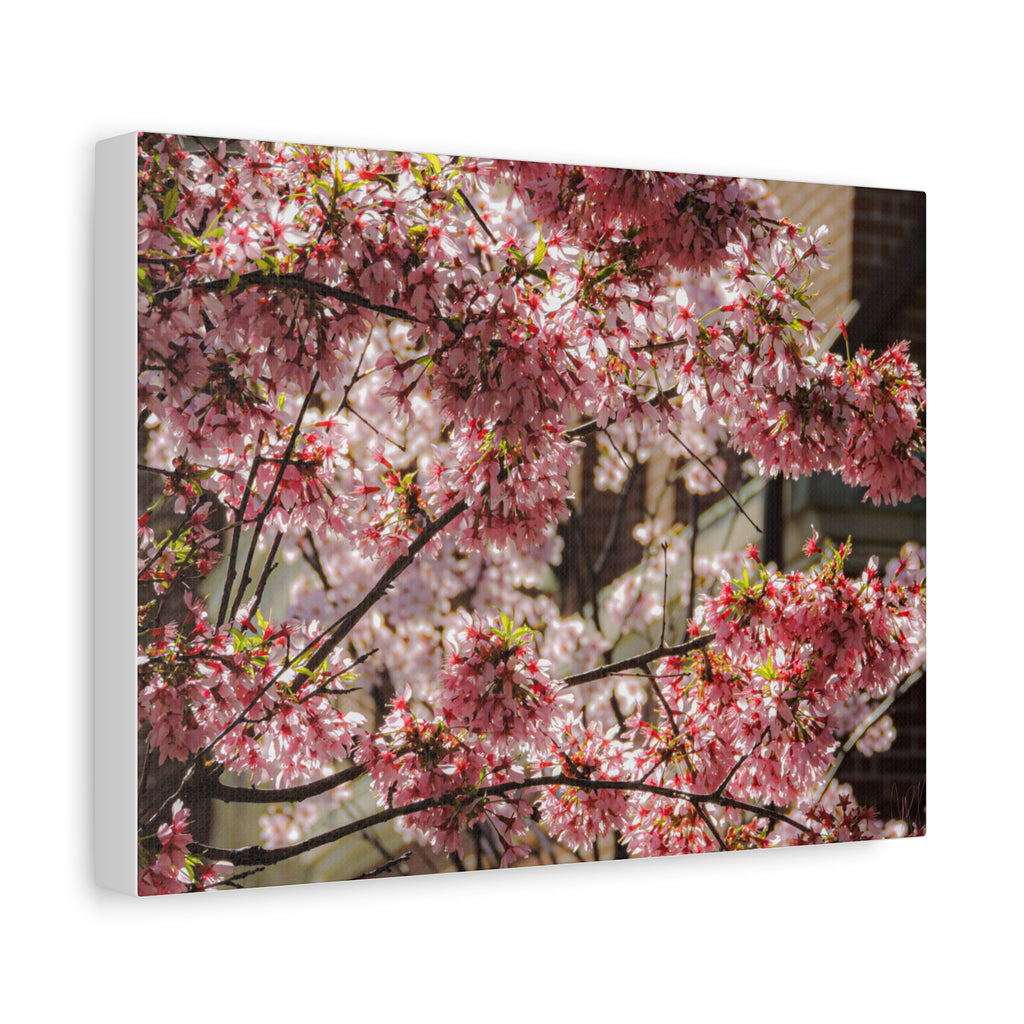 Pink Cherry Blossom Canvas Wall Art — Stretched Matte Floral Print