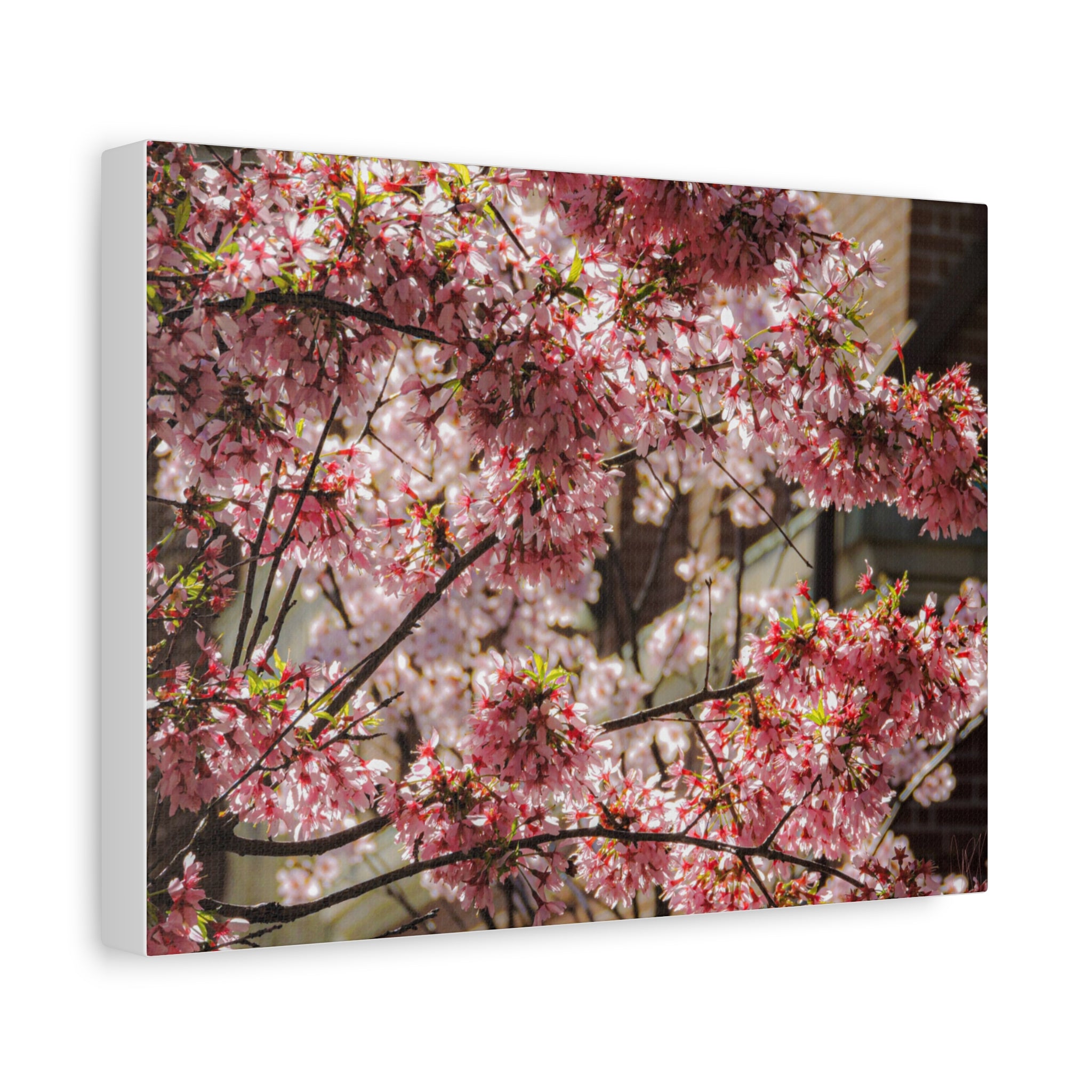 Pink Cherry Blossom Canvas Wall Art — Stretched Matte Floral Print