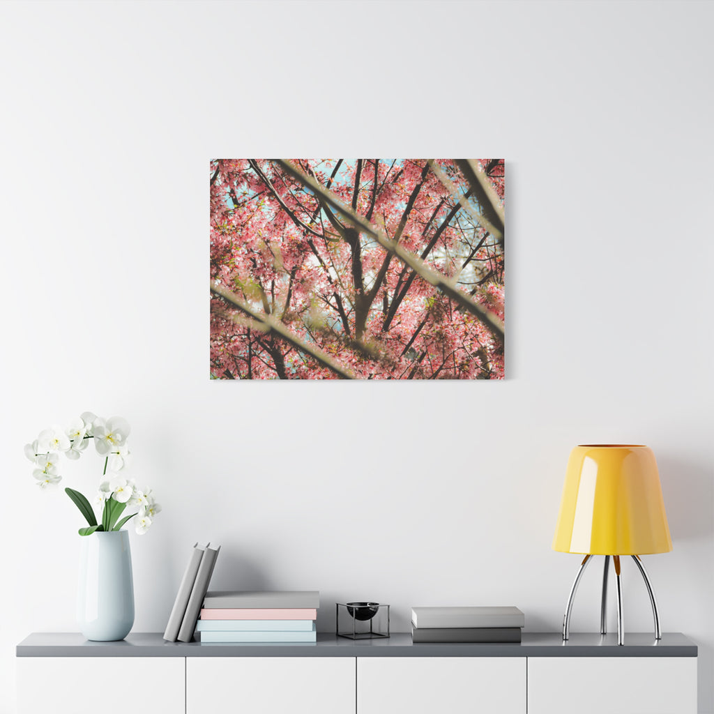 Cherry Blossom Photo Canvas Print | Brookline Spring Wall Art | A‑G Originals
