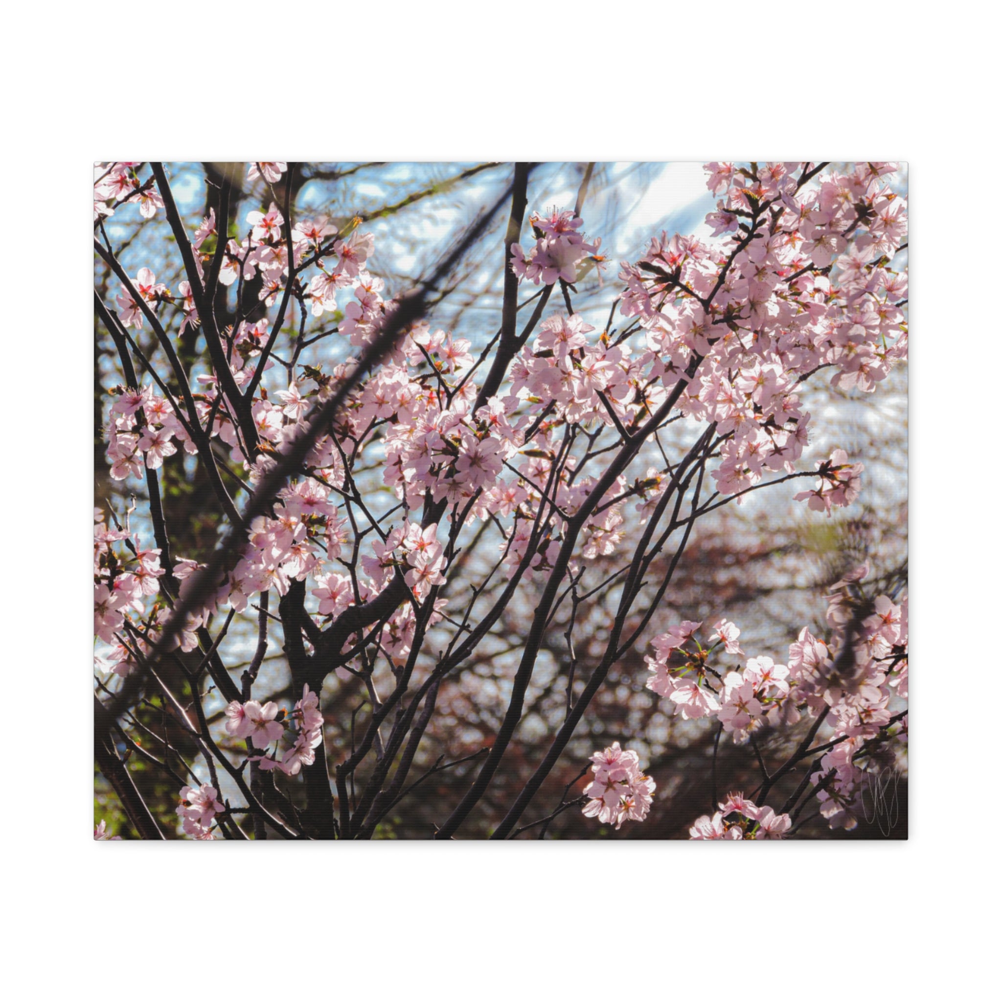 Cherry Blossom Canvas Print — Matte Stretched Wall Art