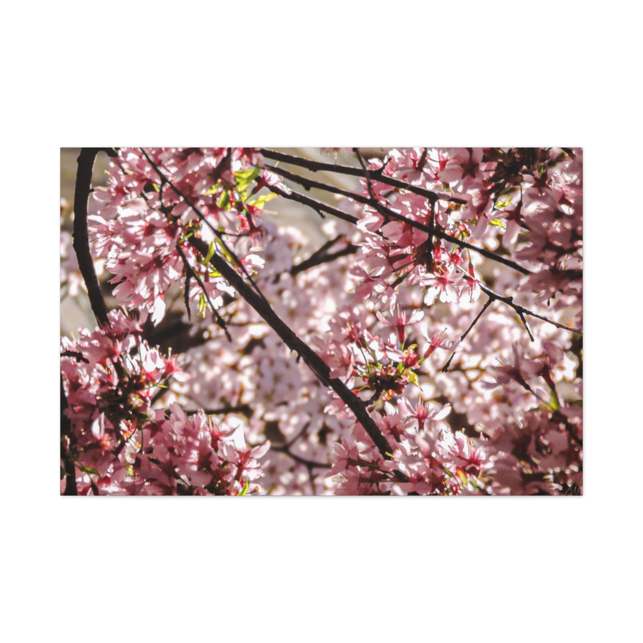 Blossom Cherry Tree Canvas Print – Matte Stretched Wall Art