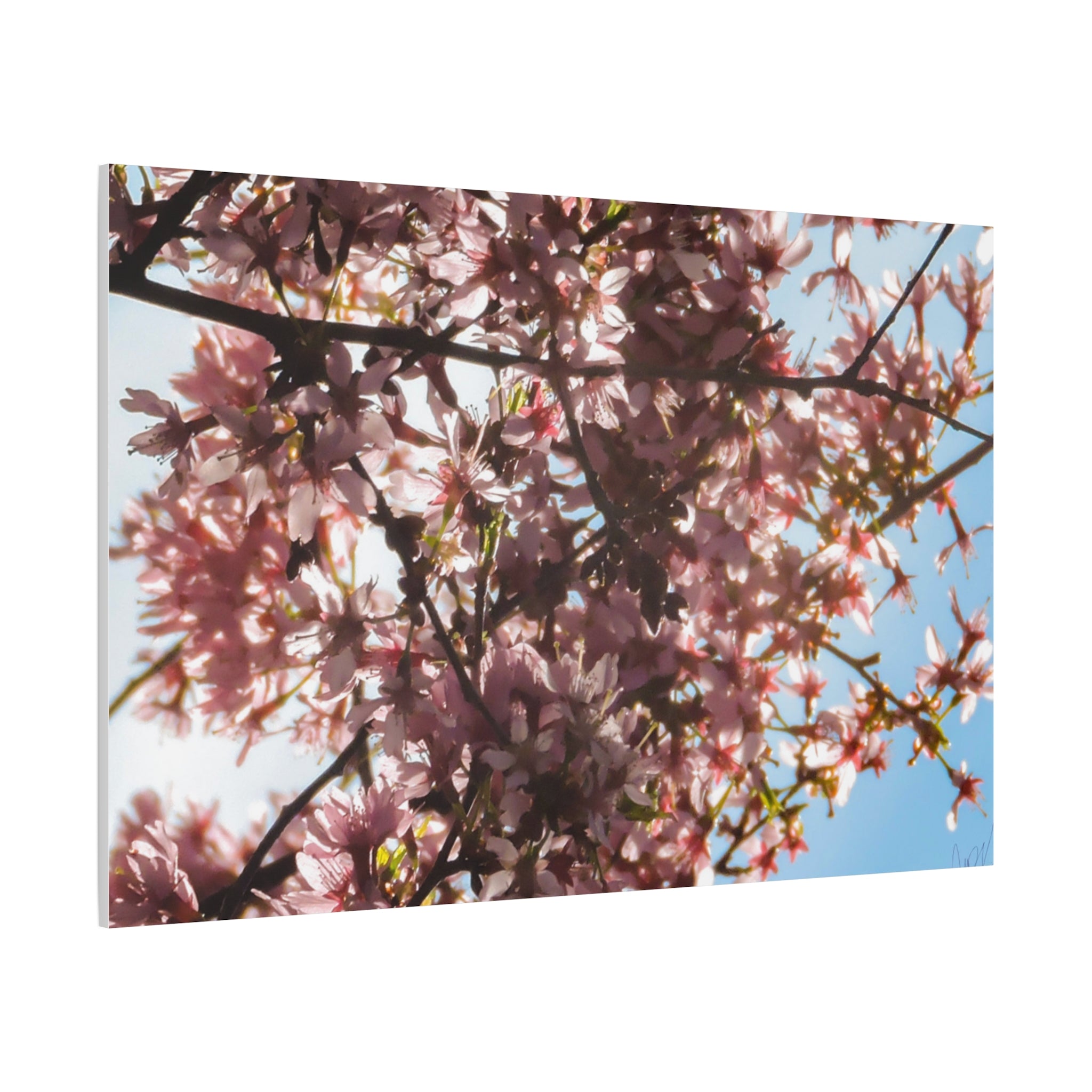 Blossoming Cherry Branches Matte Canvas Print — Spring Floral Wall Art, Stretched 1.25"