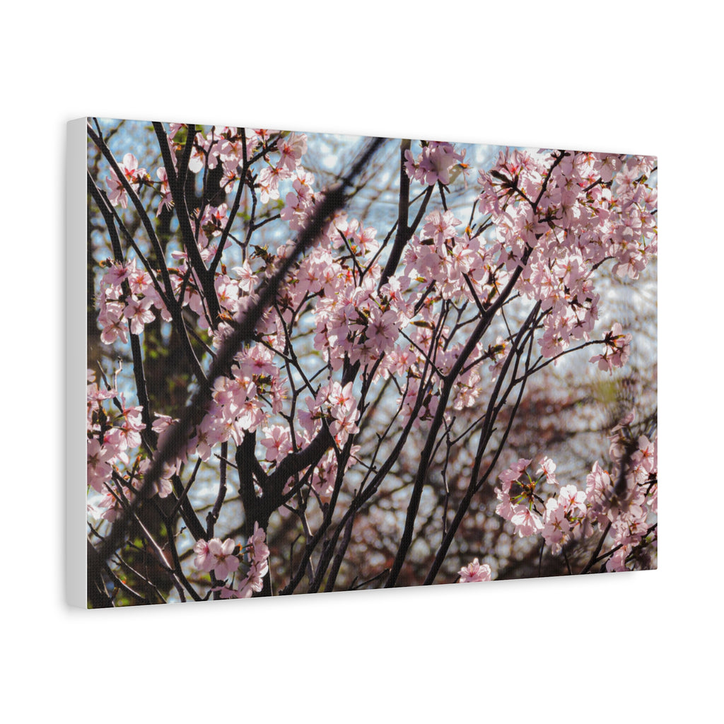 Cherry Blossom Canvas Print — Matte Stretched Wall Art