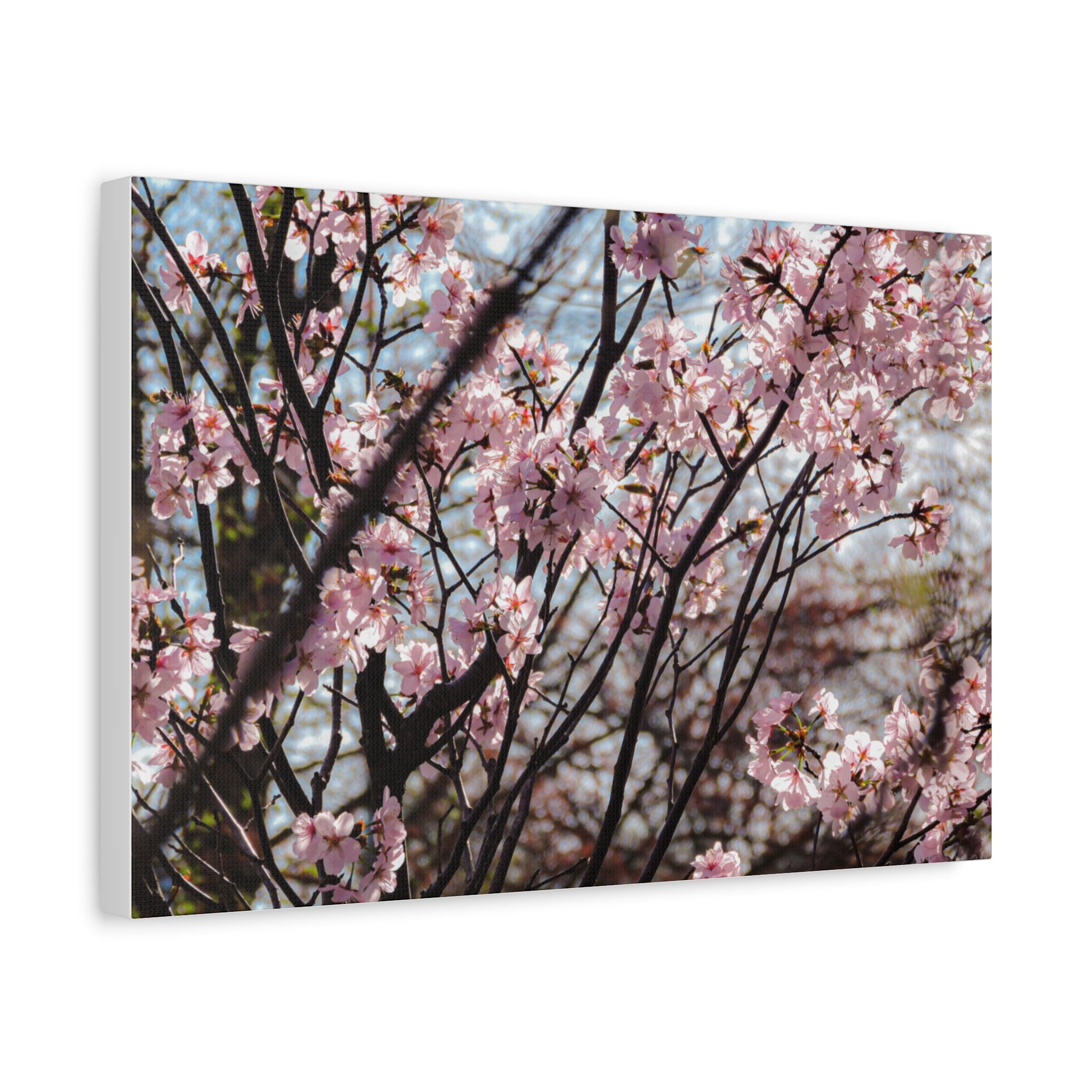 Cherry Blossom Canvas Print — Matte Stretched Wall Art