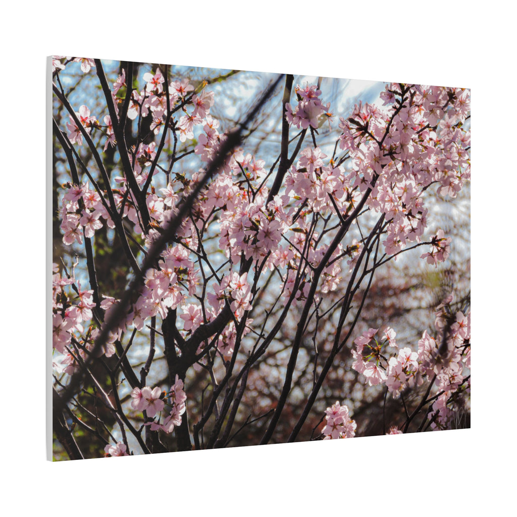 Cherry Blossom Canvas Print — Matte Stretched Wall Art