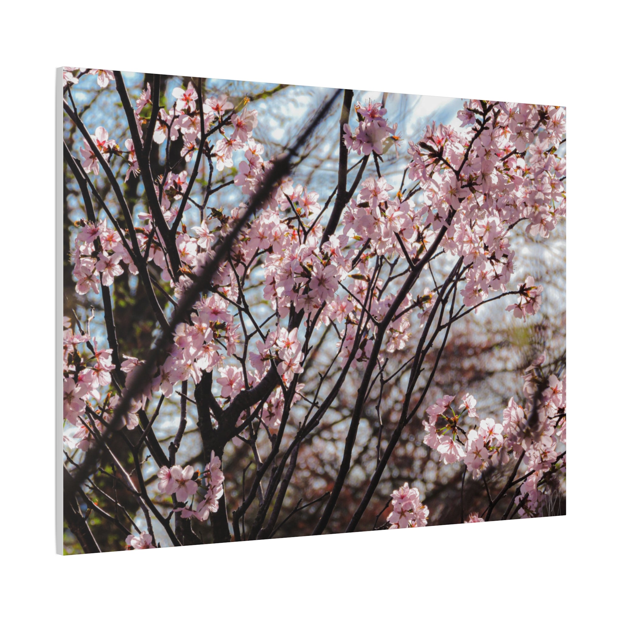 Cherry Blossom Canvas Print — Matte Stretched Wall Art