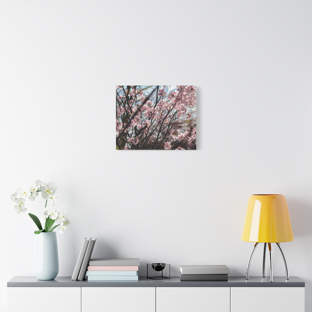 Cherry Blossom Canvas Print — Matte Stretched Wall Art