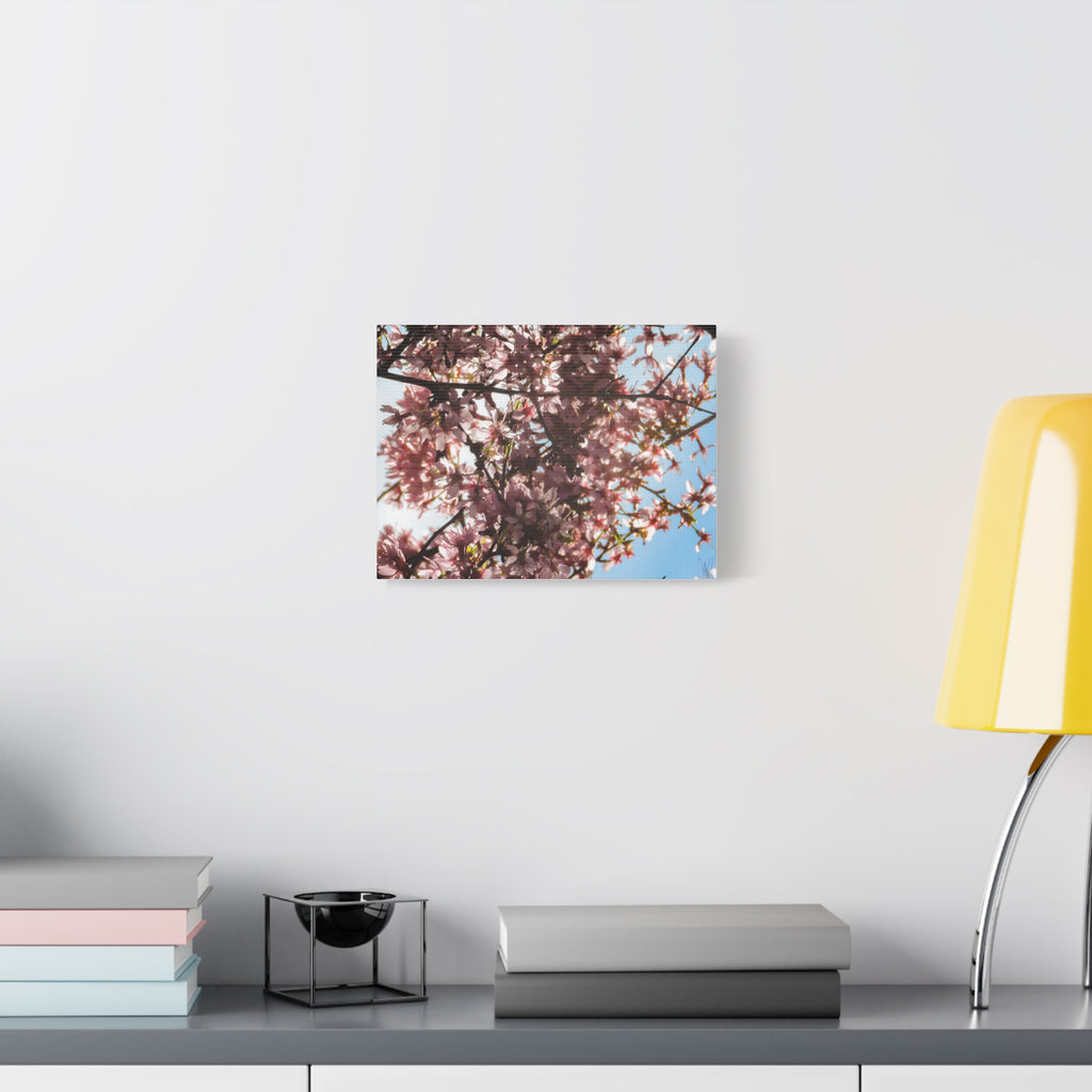 Blossoming Cherry Branches Matte Canvas Print — Spring Floral Wall Art, Stretched 1.25"