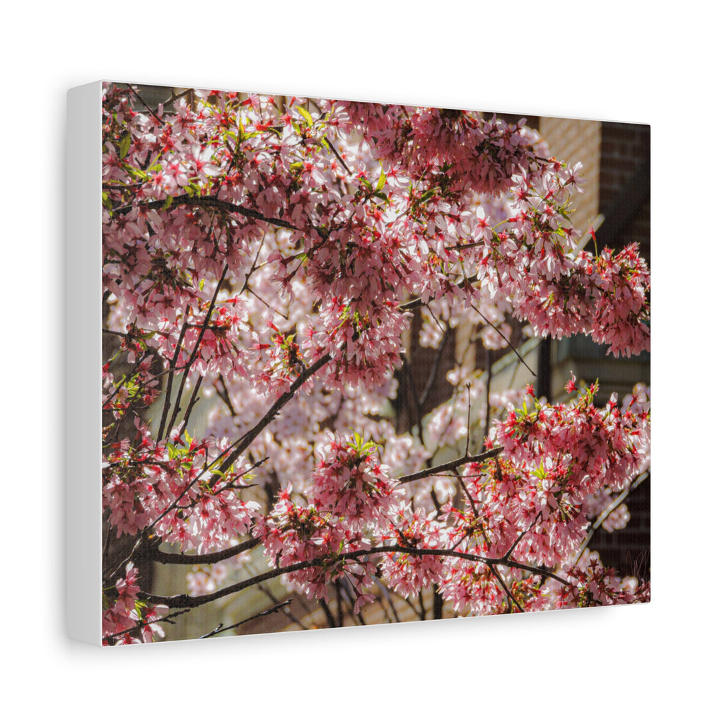 Pink Cherry Blossom Canvas Wall Art — Stretched Matte Floral Print