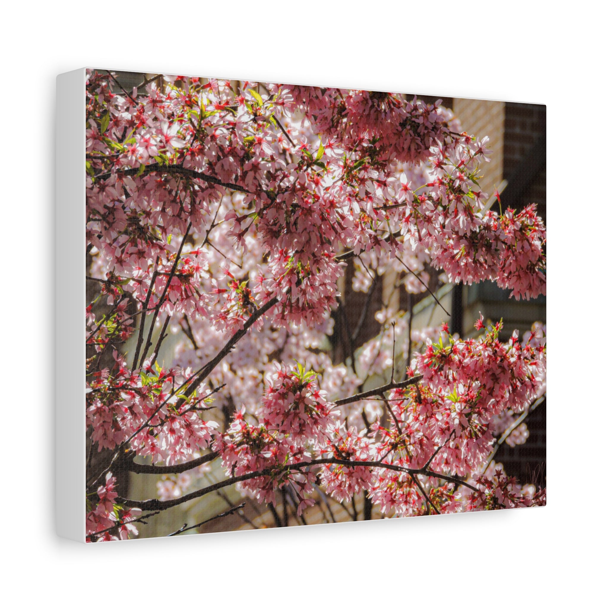 Pink Cherry Blossom Canvas Wall Art — Stretched Matte Floral Print