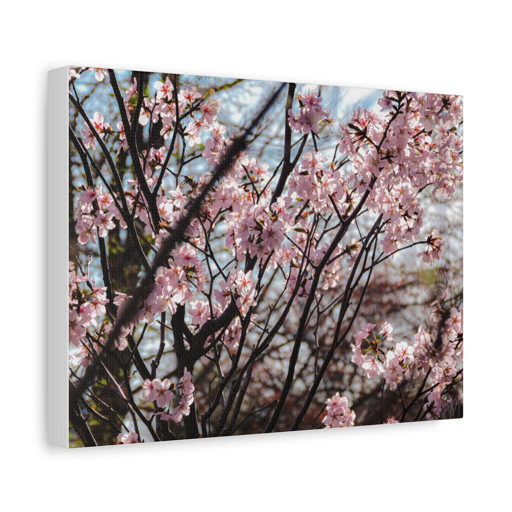 Cherry Blossom Canvas Print — Matte Stretched Wall Art