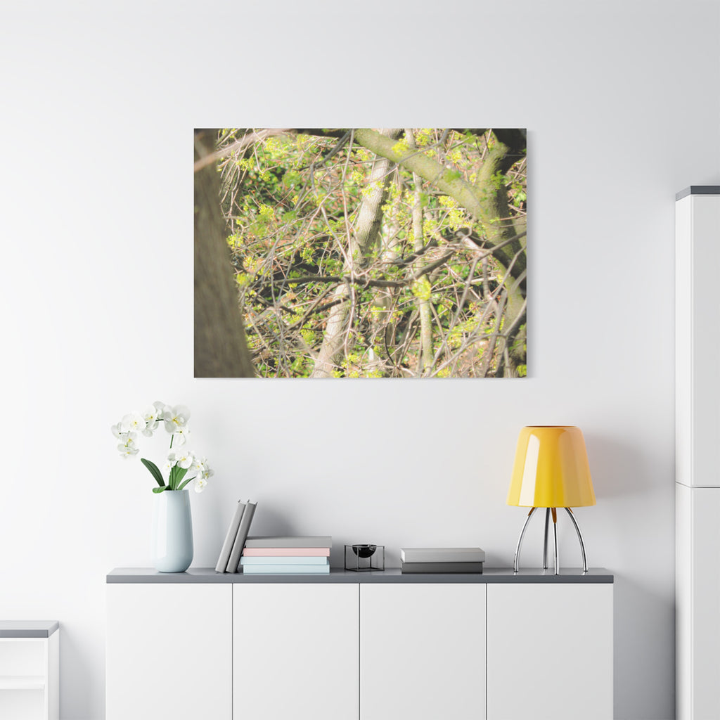 Spring Woodland Canvas Print — Green Tree Branches Matte Stretched Wall Art