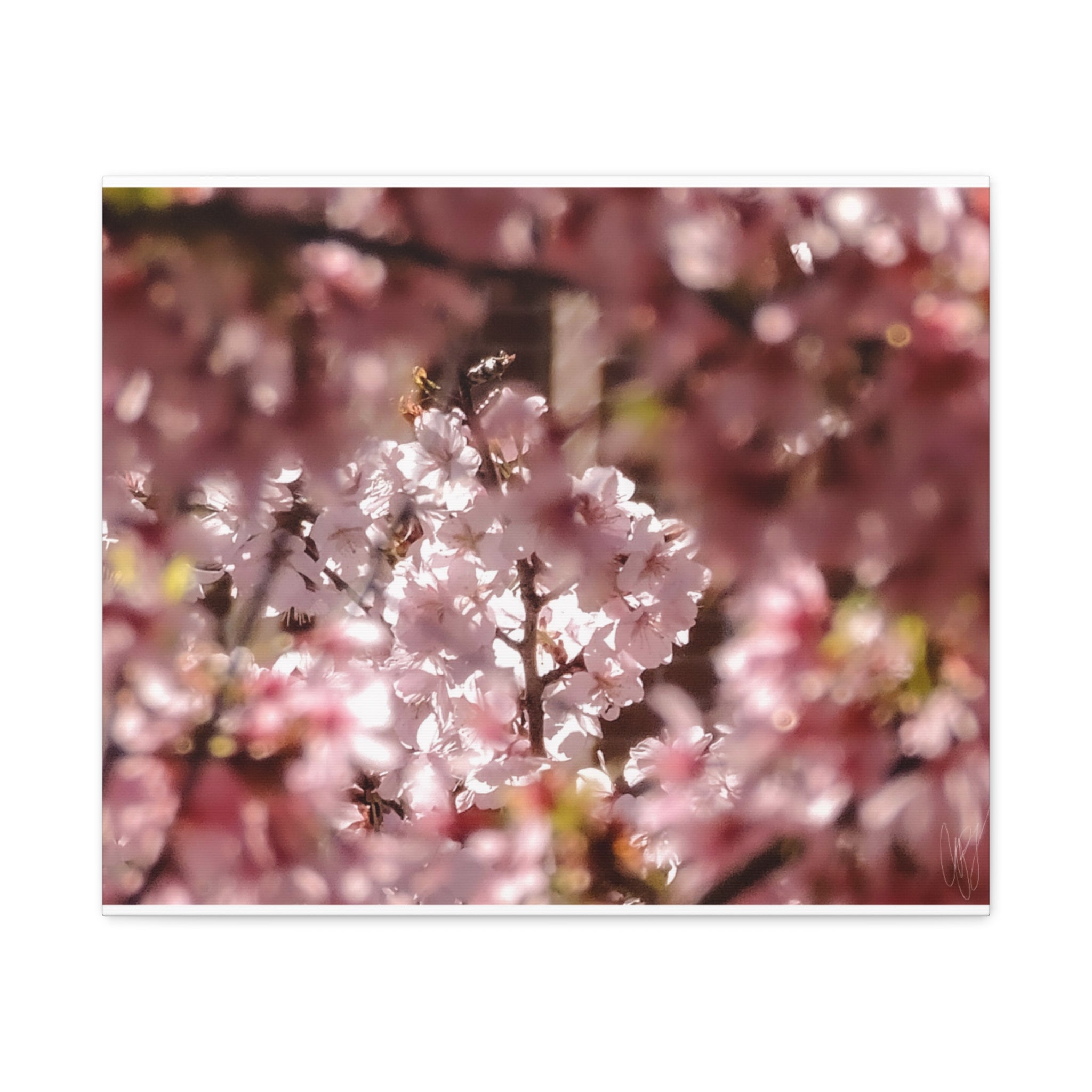 Blush Cherry Blossom Matte Canvas Print — Spring Floral Wall Art (Stretched 1.25")