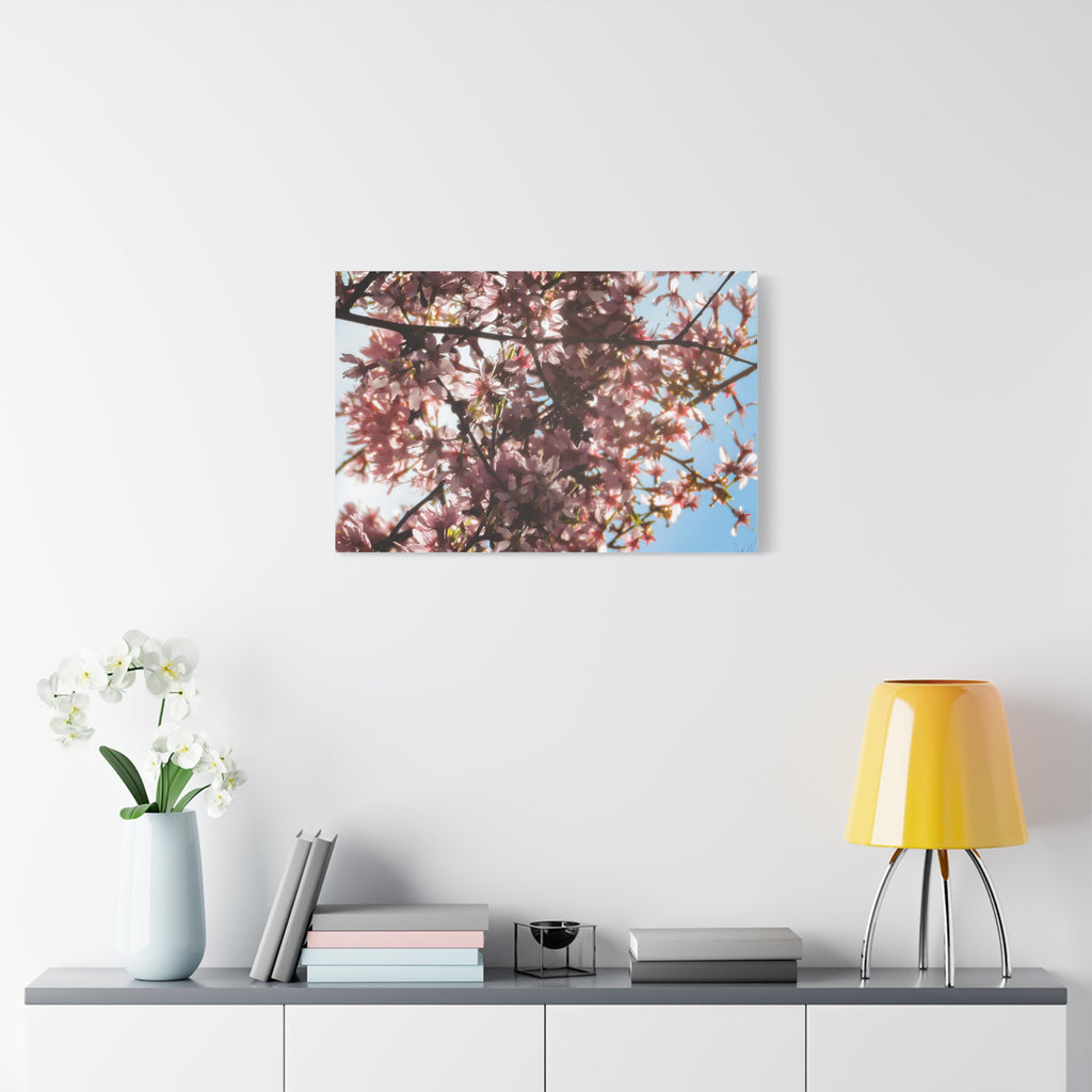 Blossoming Cherry Branches Matte Canvas Print — Spring Floral Wall Art, Stretched 1.25"