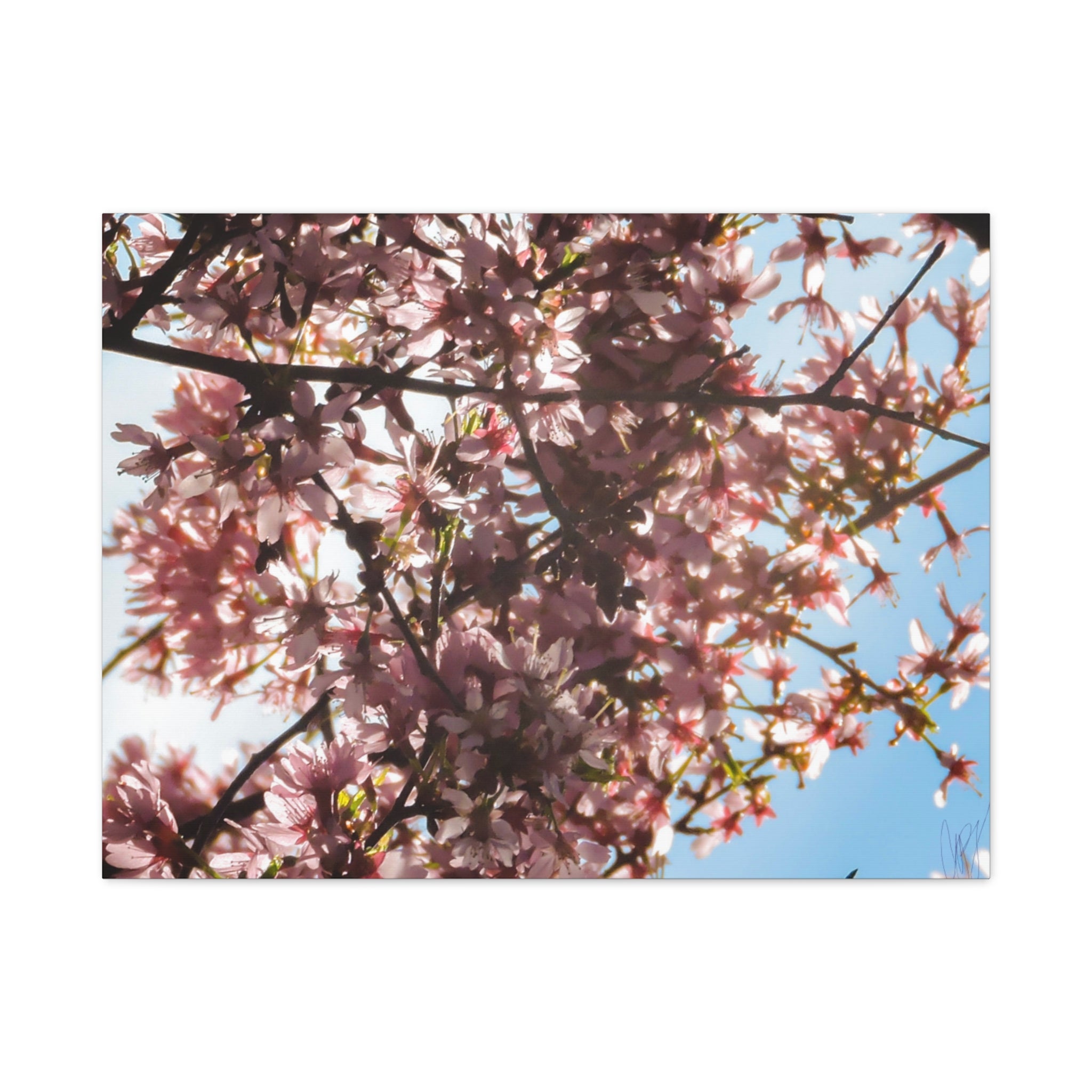Blossoming Cherry Branches Matte Canvas Print — Spring Floral Wall Art, Stretched 1.25"
