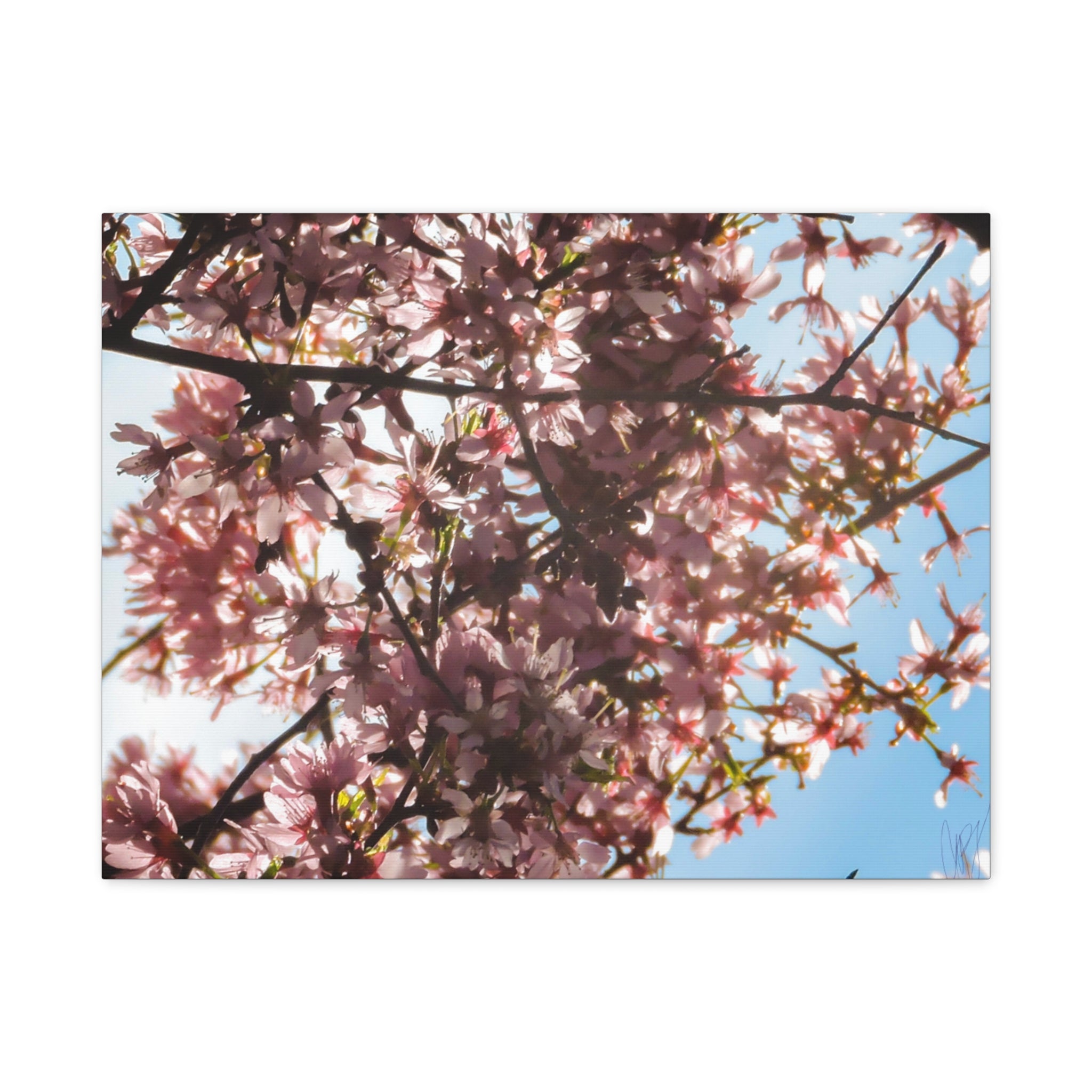 Blossoming Cherry Branches Matte Canvas Print — Spring Floral Wall Art, Stretched 1.25"