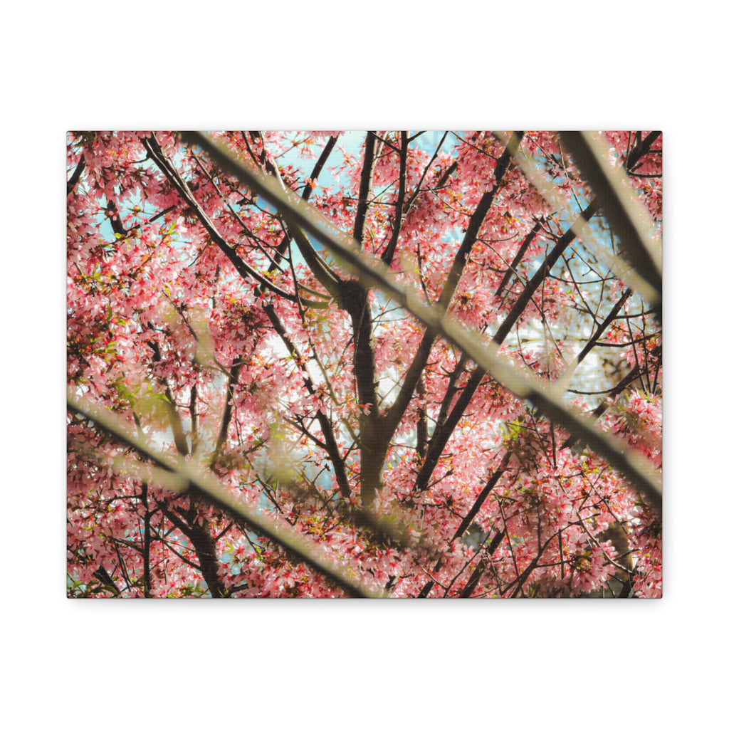 Cherry Blossom Photo Canvas Print | Brookline Spring Wall Art | A‑G Originals