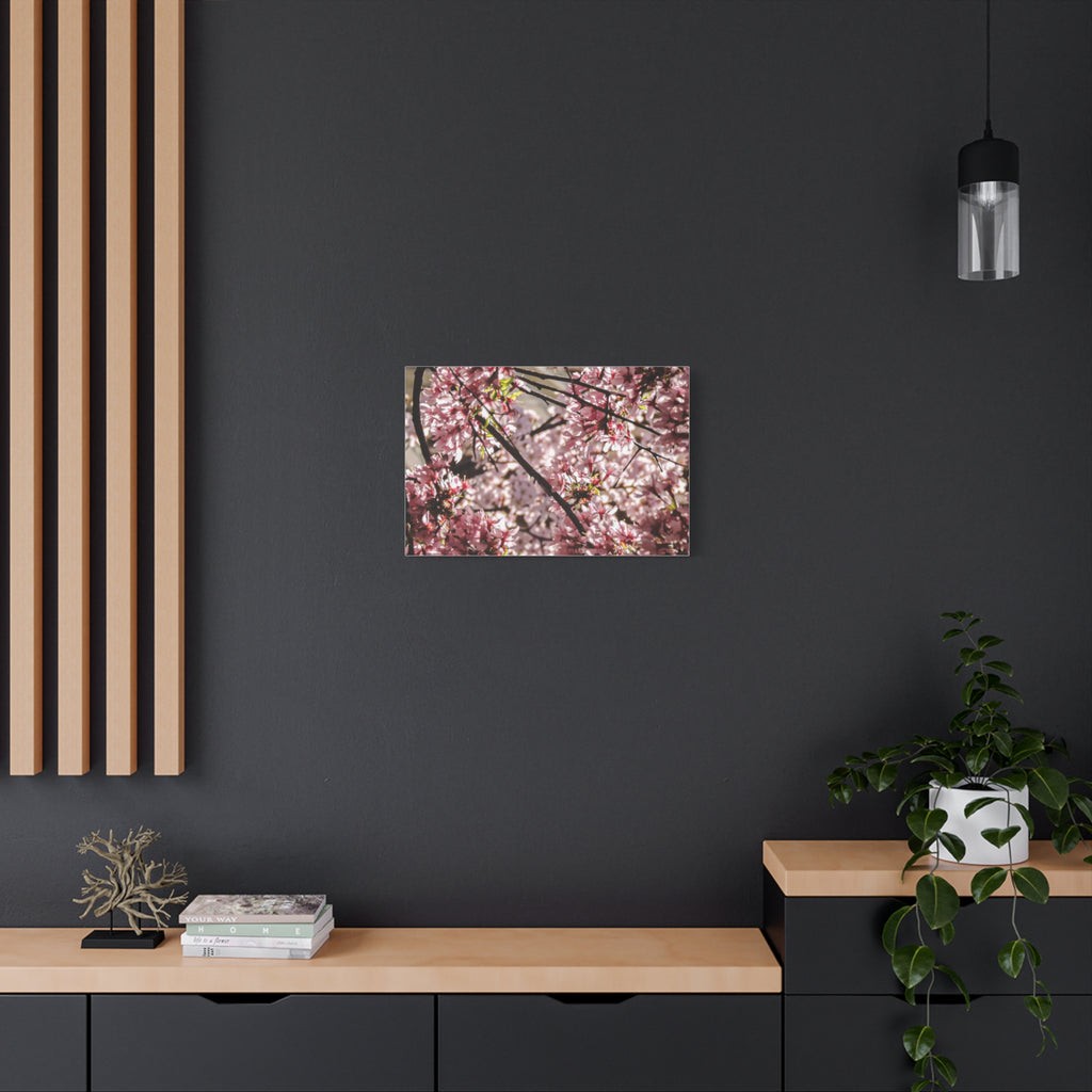 Blossom Cherry Tree Canvas Print – Matte Stretched Wall Art
