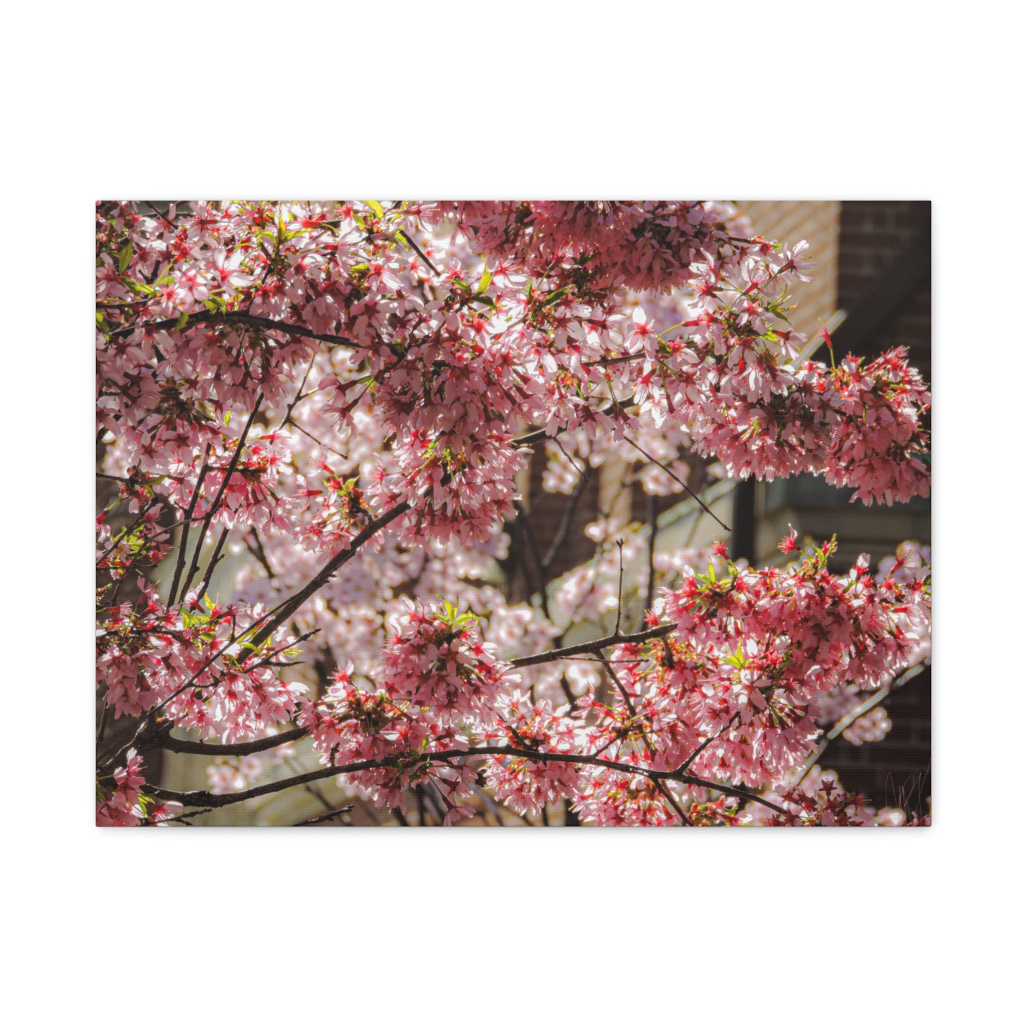 Pink Cherry Blossom Canvas Wall Art — Stretched Matte Floral Print