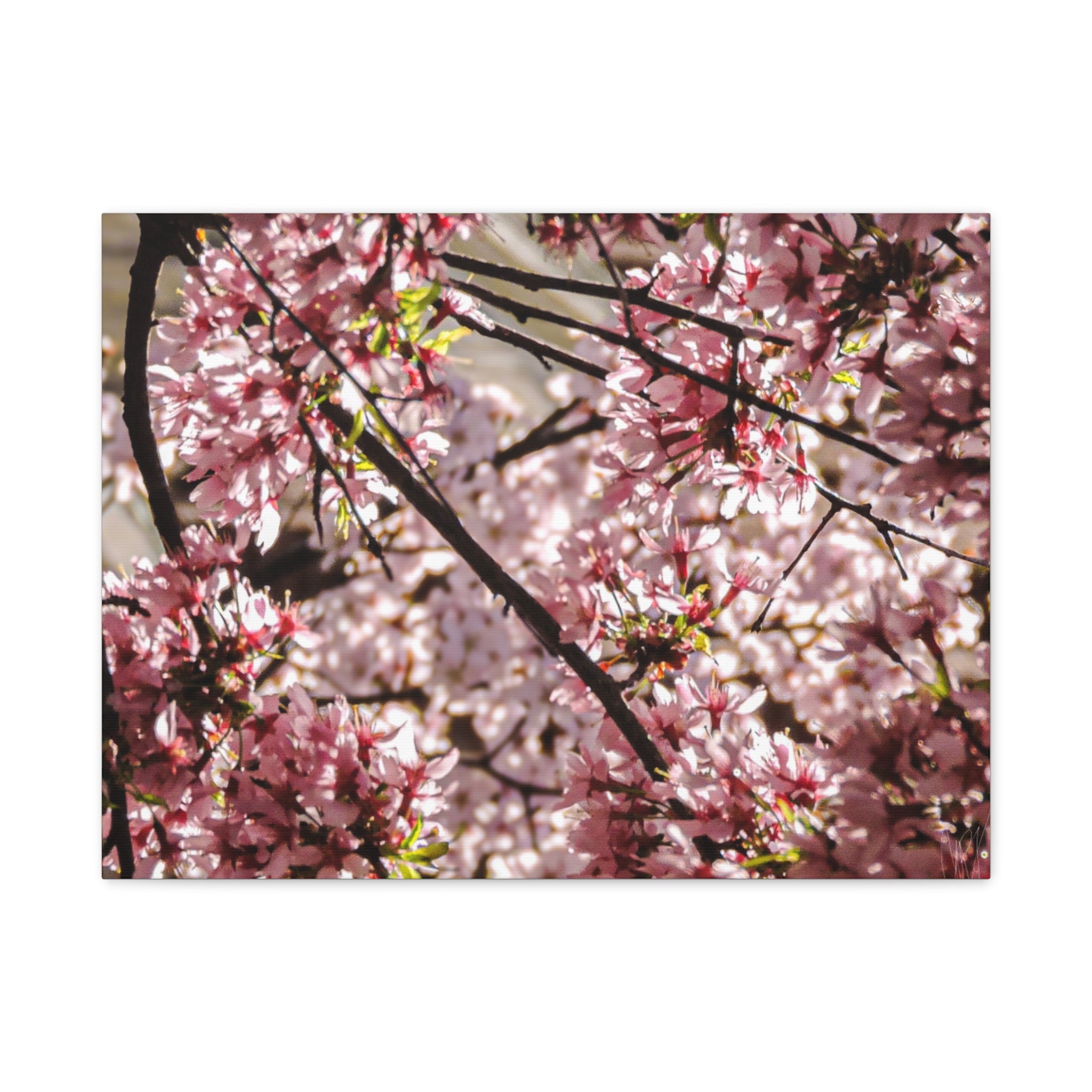 Blossom Cherry Tree Canvas Print – Matte Stretched Wall Art
