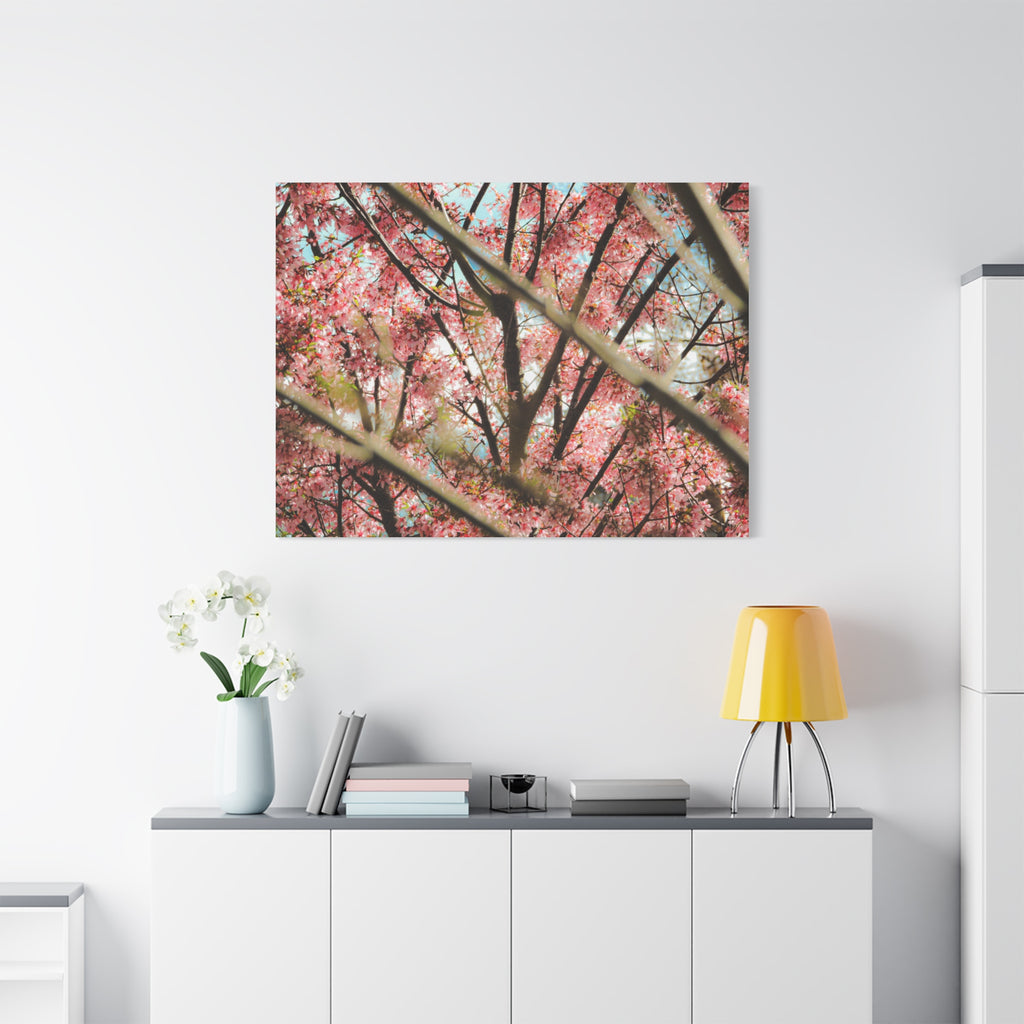 Cherry Blossom Photo Canvas Print | Brookline Spring Wall Art | A‑G Originals
