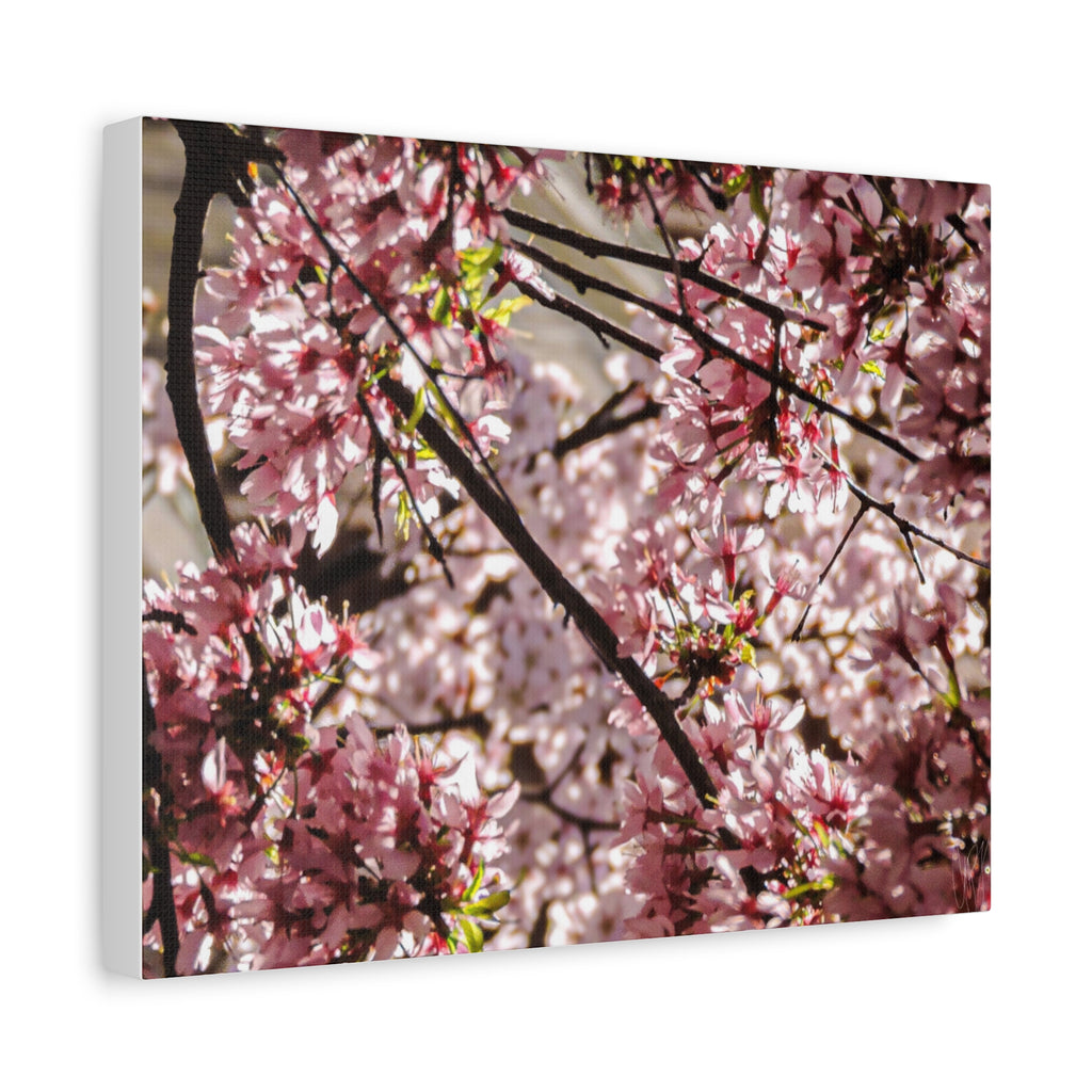 Blossom Cherry Tree Canvas Print – Matte Stretched Wall Art