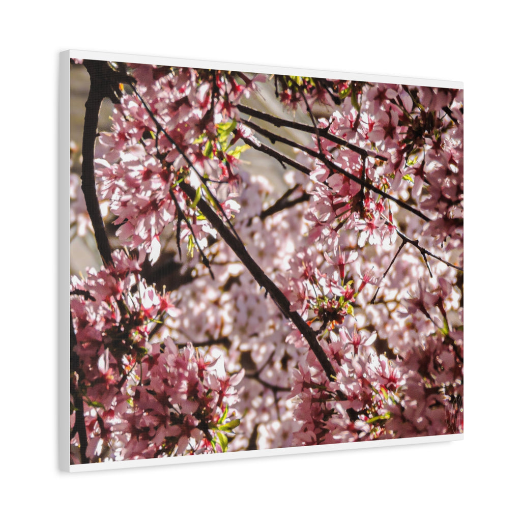 Blossom Cherry Tree Canvas Print – Matte Stretched Wall Art