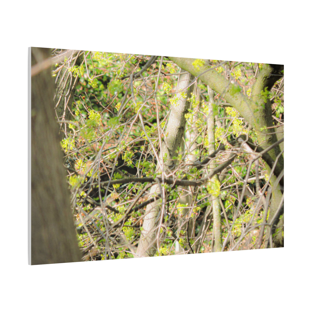 Spring Woodland Canvas Print — Green Tree Branches Matte Stretched Wall Art