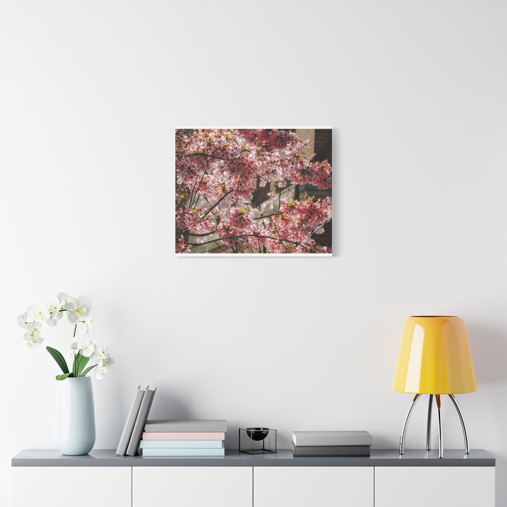 Pink Cherry Blossom Canvas Wall Art — Stretched Matte Floral Print