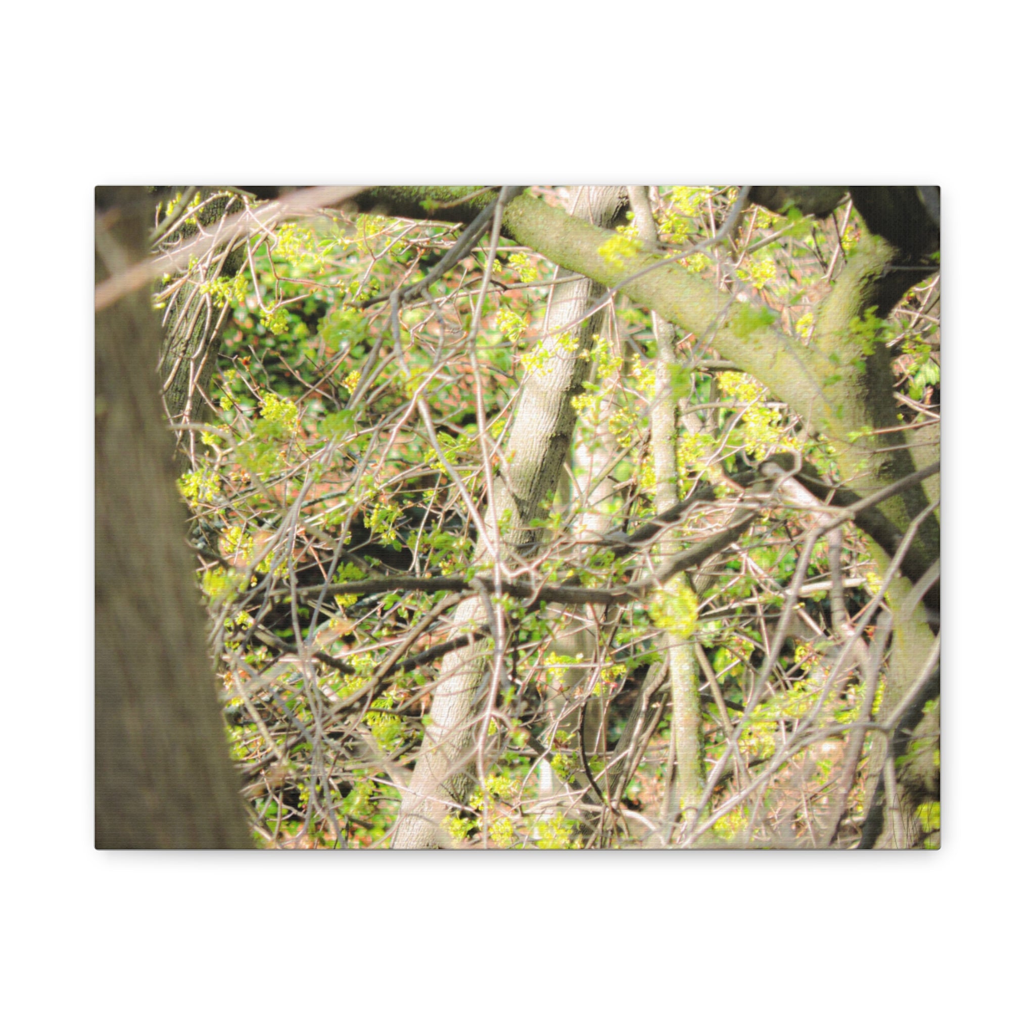Spring Woodland Canvas Print — Green Tree Branches Matte Stretched Wall Art