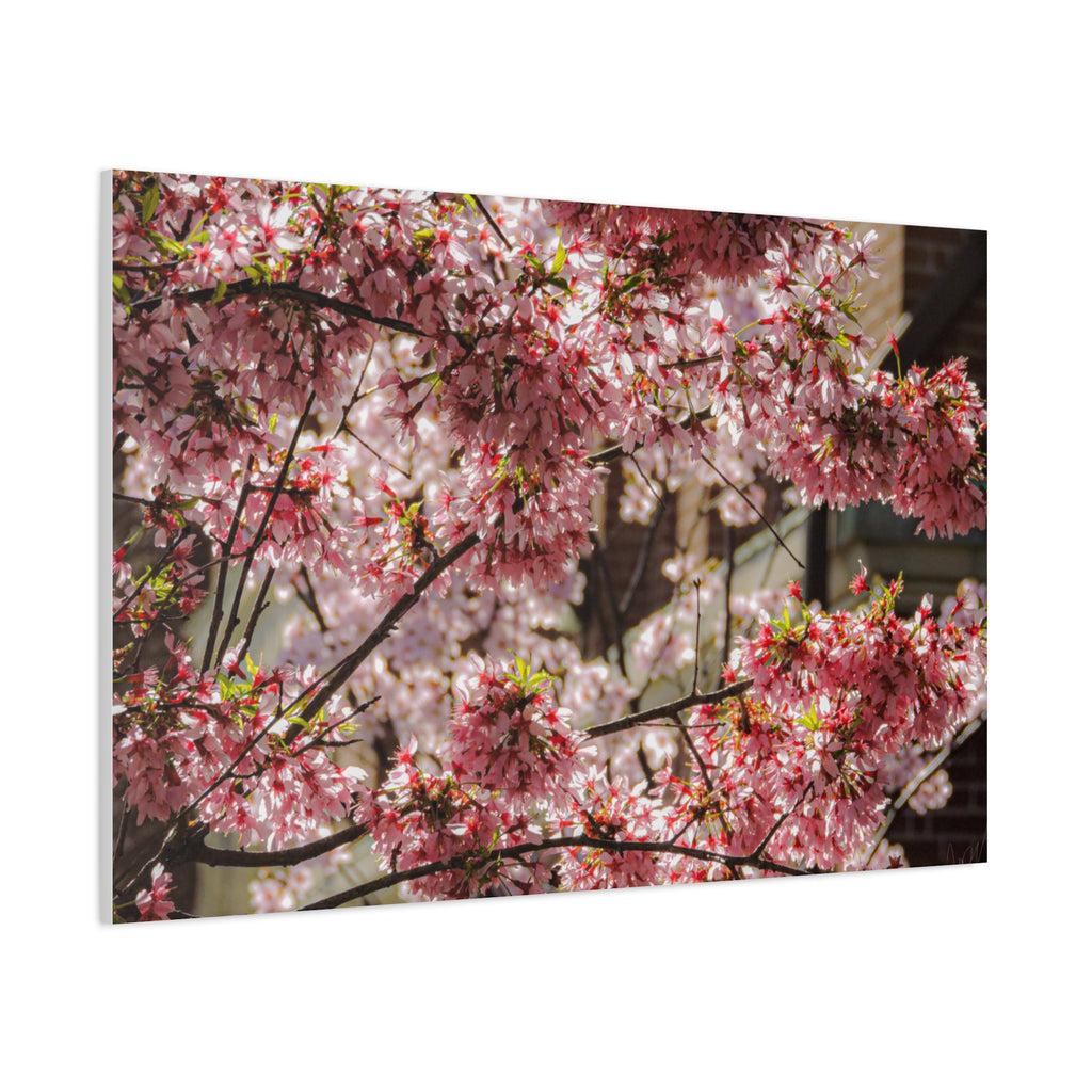 Pink Cherry Blossom Canvas Wall Art — Stretched Matte Floral Print