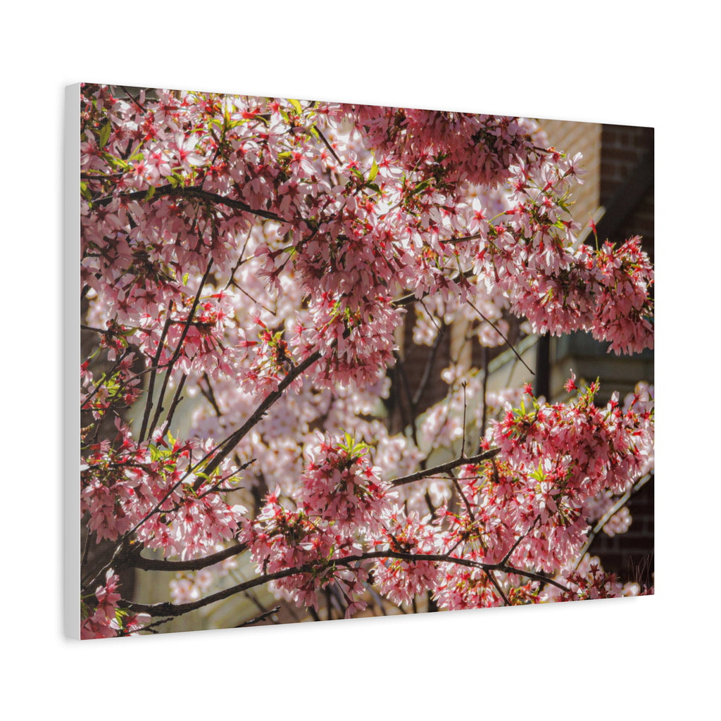 Pink Cherry Blossom Canvas Wall Art — Stretched Matte Floral Print