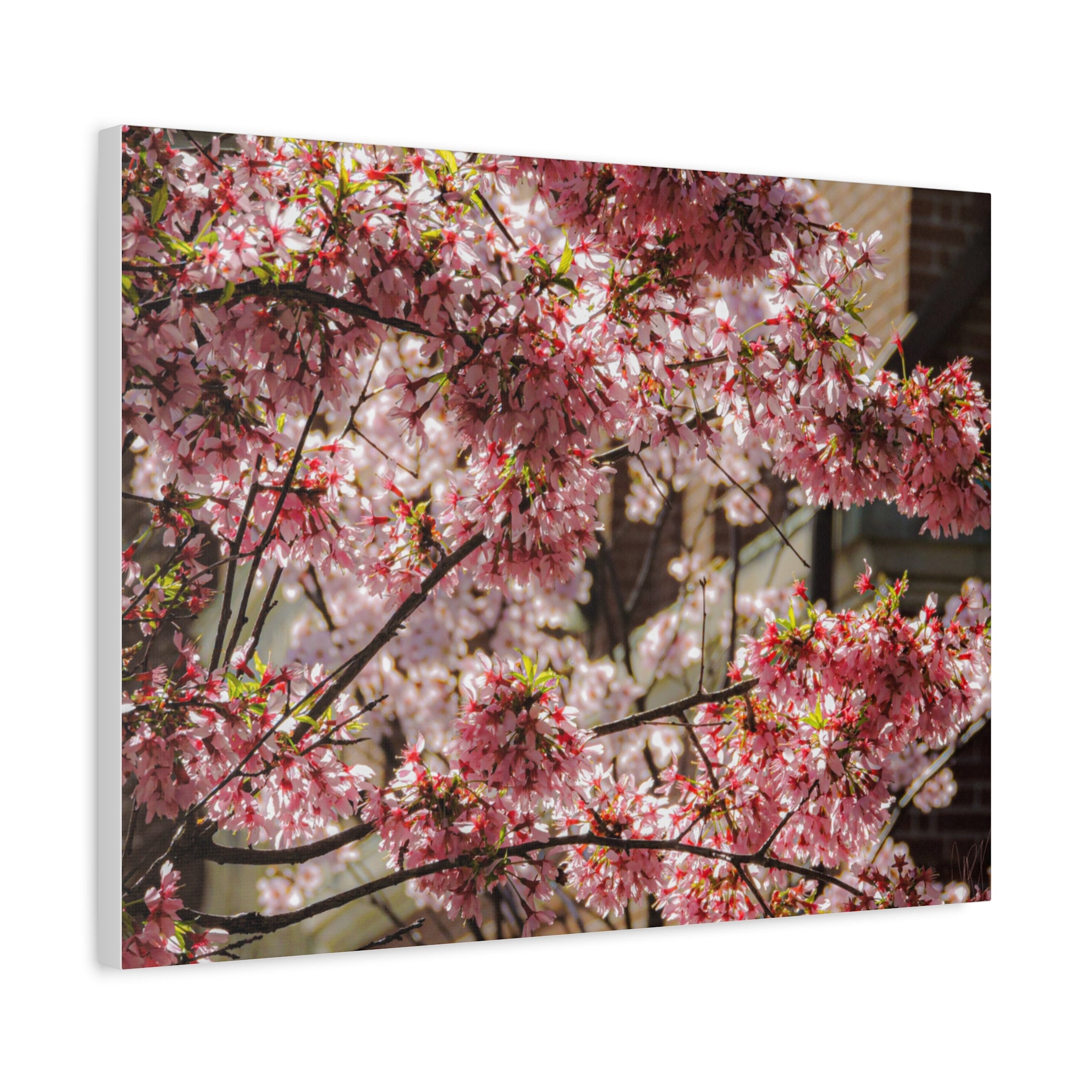 Pink Cherry Blossom Canvas Wall Art — Stretched Matte Floral Print