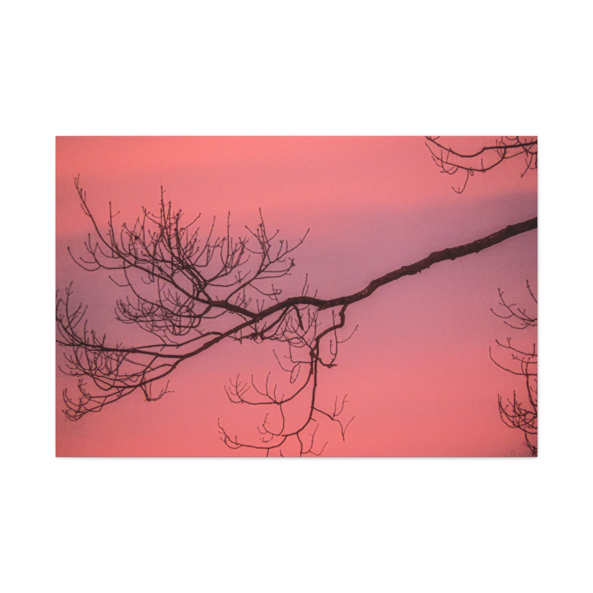 Pink Sunset Tree Canvas Print — Matte Stretched Wall Art