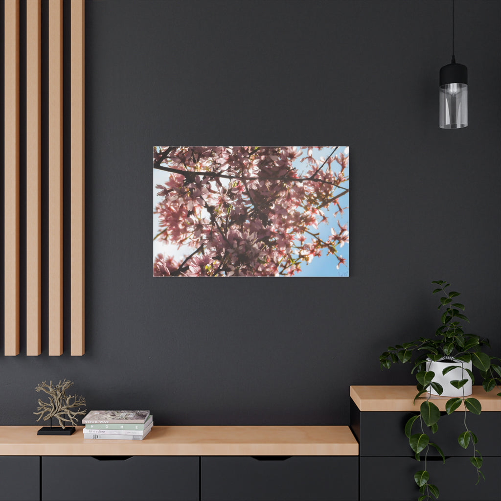 Blossoming Cherry Branches Matte Canvas Print — Spring Floral Wall Art, Stretched 1.25"