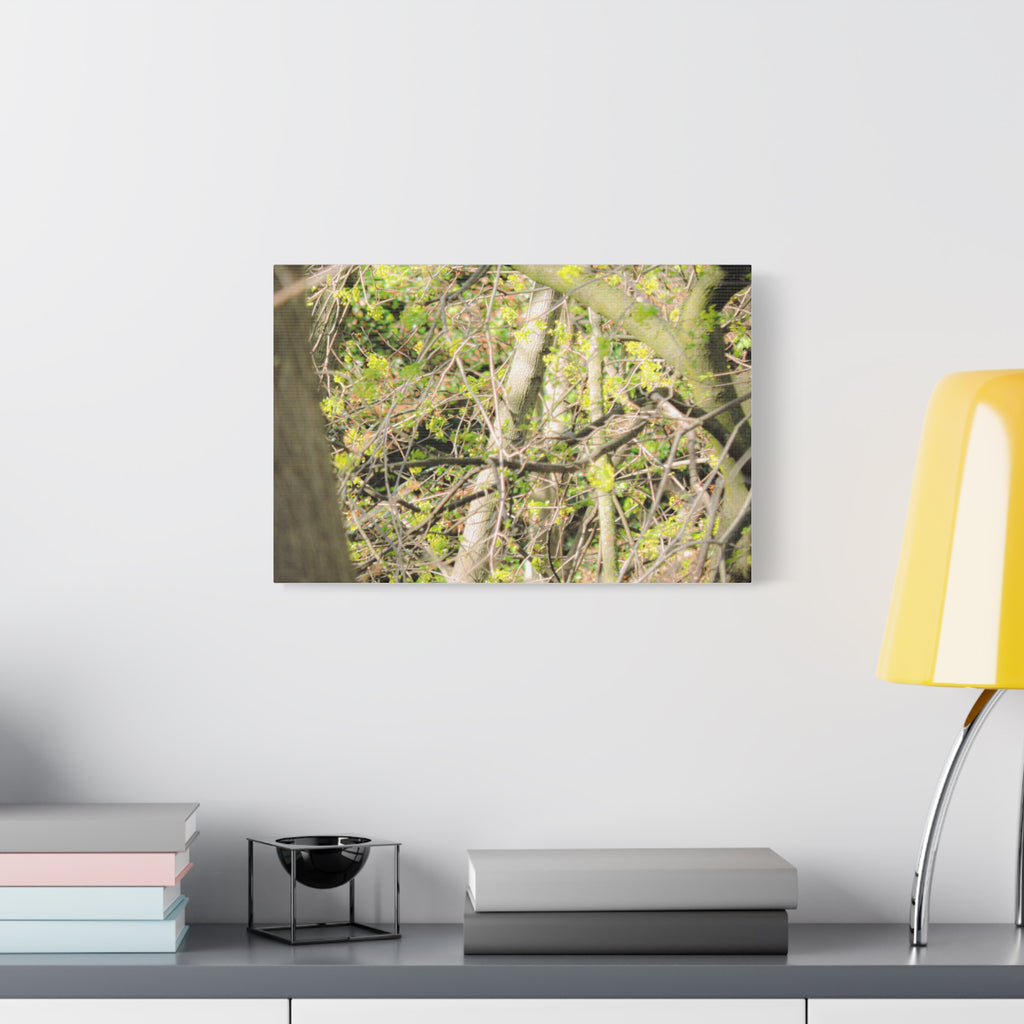 Spring Woodland Canvas Print — Green Tree Branches Matte Stretched Wall Art