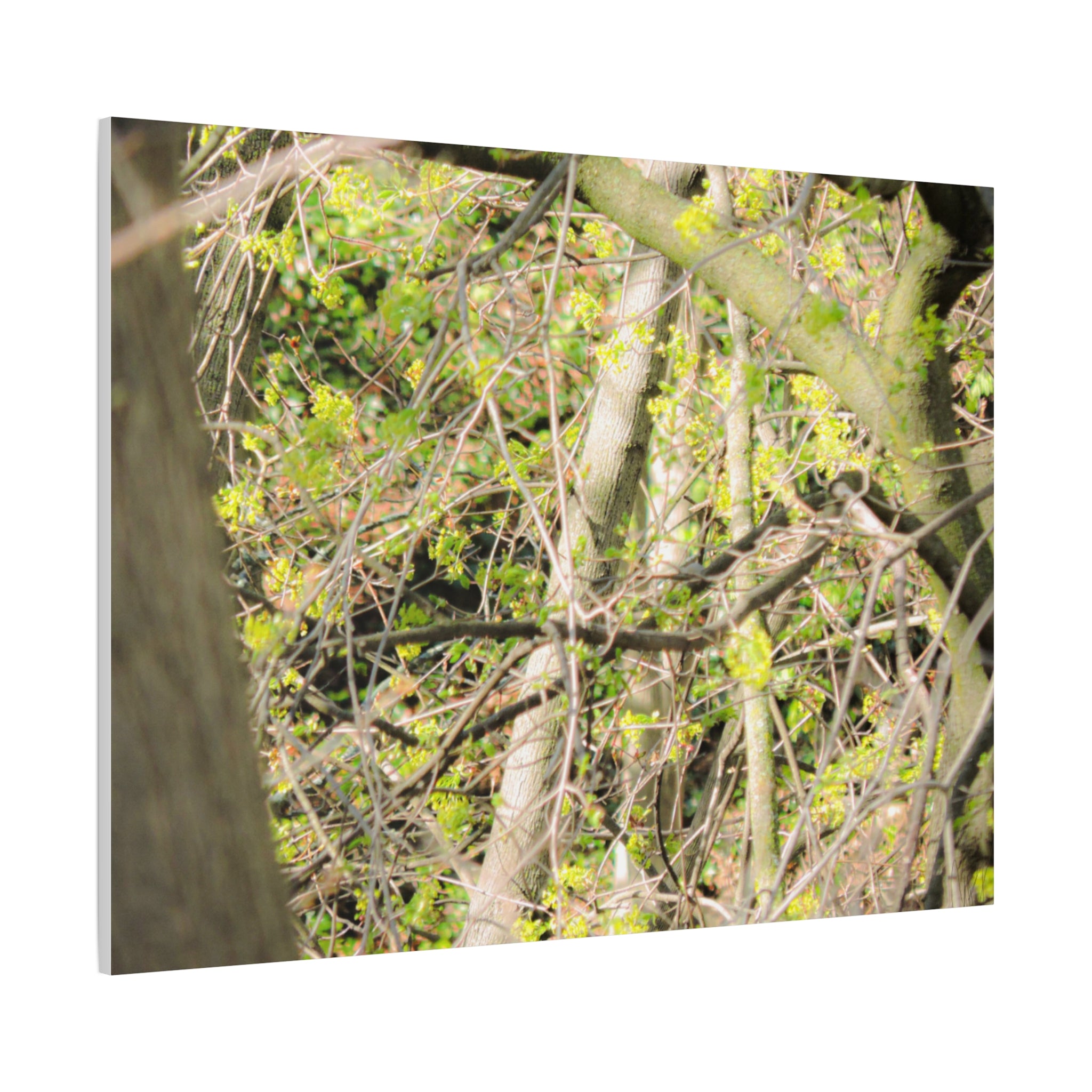 Spring Woodland Canvas Print — Green Tree Branches Matte Stretched Wall Art