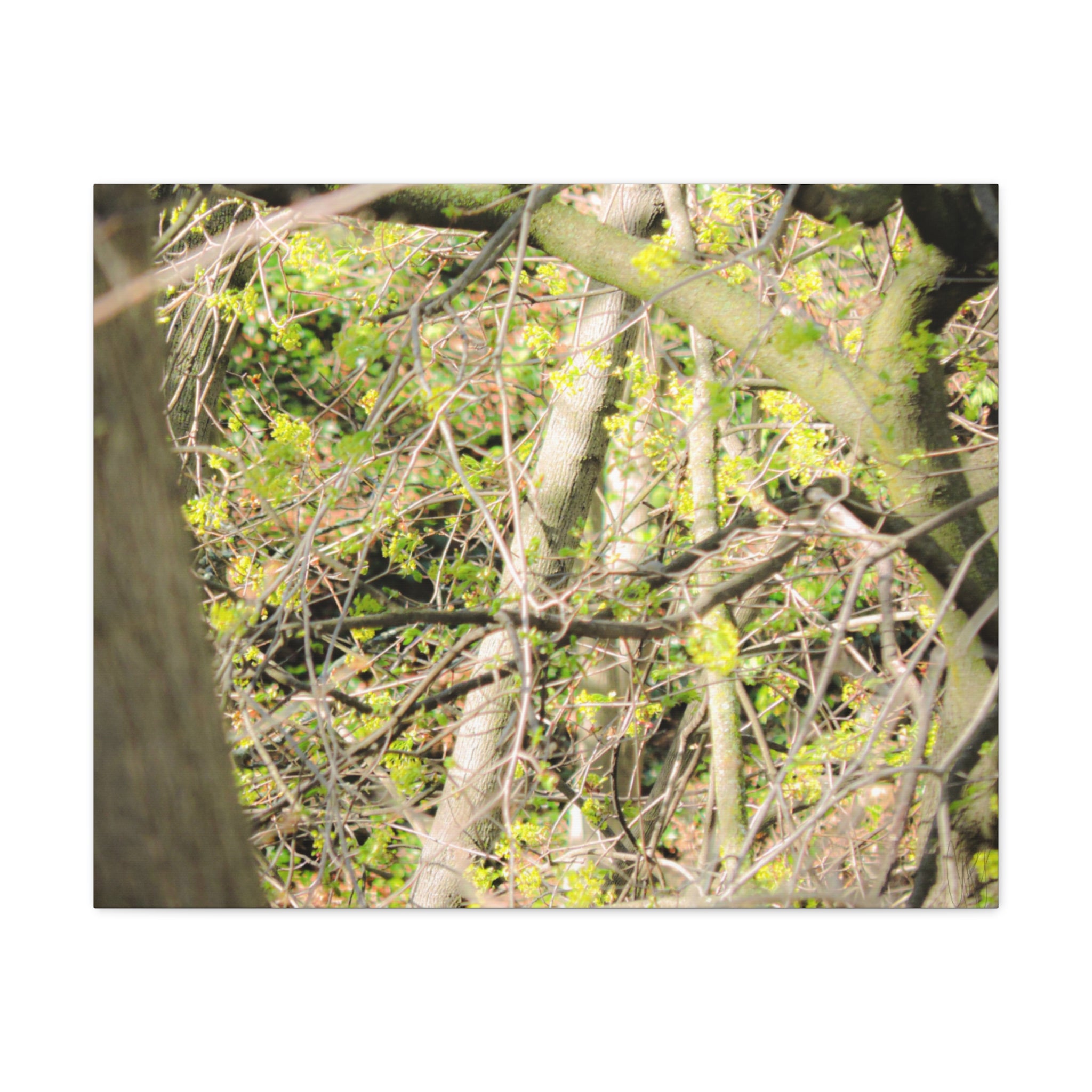 Spring Woodland Canvas Print — Green Tree Branches Matte Stretched Wall Art