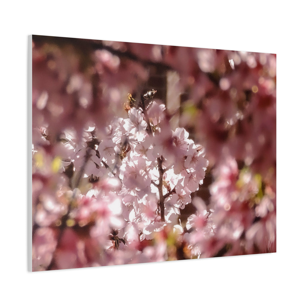 Blush Cherry Blossom Matte Canvas Print — Spring Floral Wall Art (Stretched 1.25")
