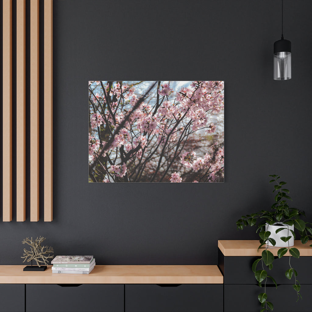 Cherry Blossom Canvas Print — Matte Stretched Wall Art