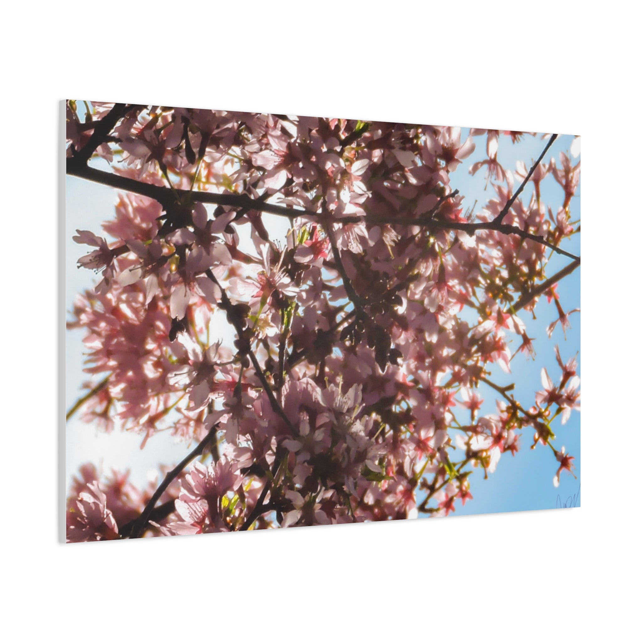 Blossoming Cherry Branches Matte Canvas Print — Spring Floral Wall Art, Stretched 1.25"