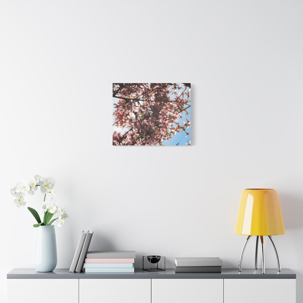 Blossoming Cherry Branches Matte Canvas Print — Spring Floral Wall Art, Stretched 1.25"